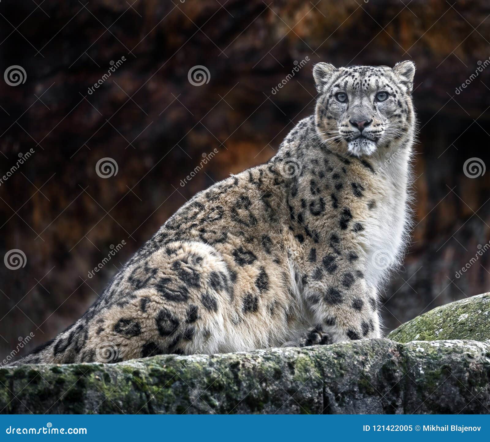 Snow Leopard On The Rock 2 Stock Image Image Of Population Snow Leopard On The Rock 2 Stock Image Image Of Population