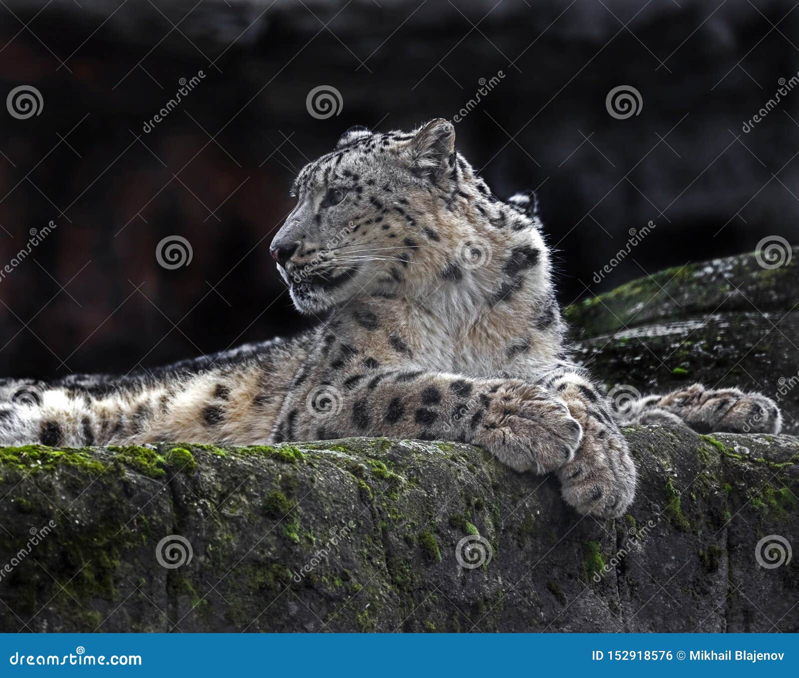 Snow Leopard On The Rock 9 Stock Photo Image Of Snarl Snow Leopard On The Rock 9 Stock Photo Image Of Snarl