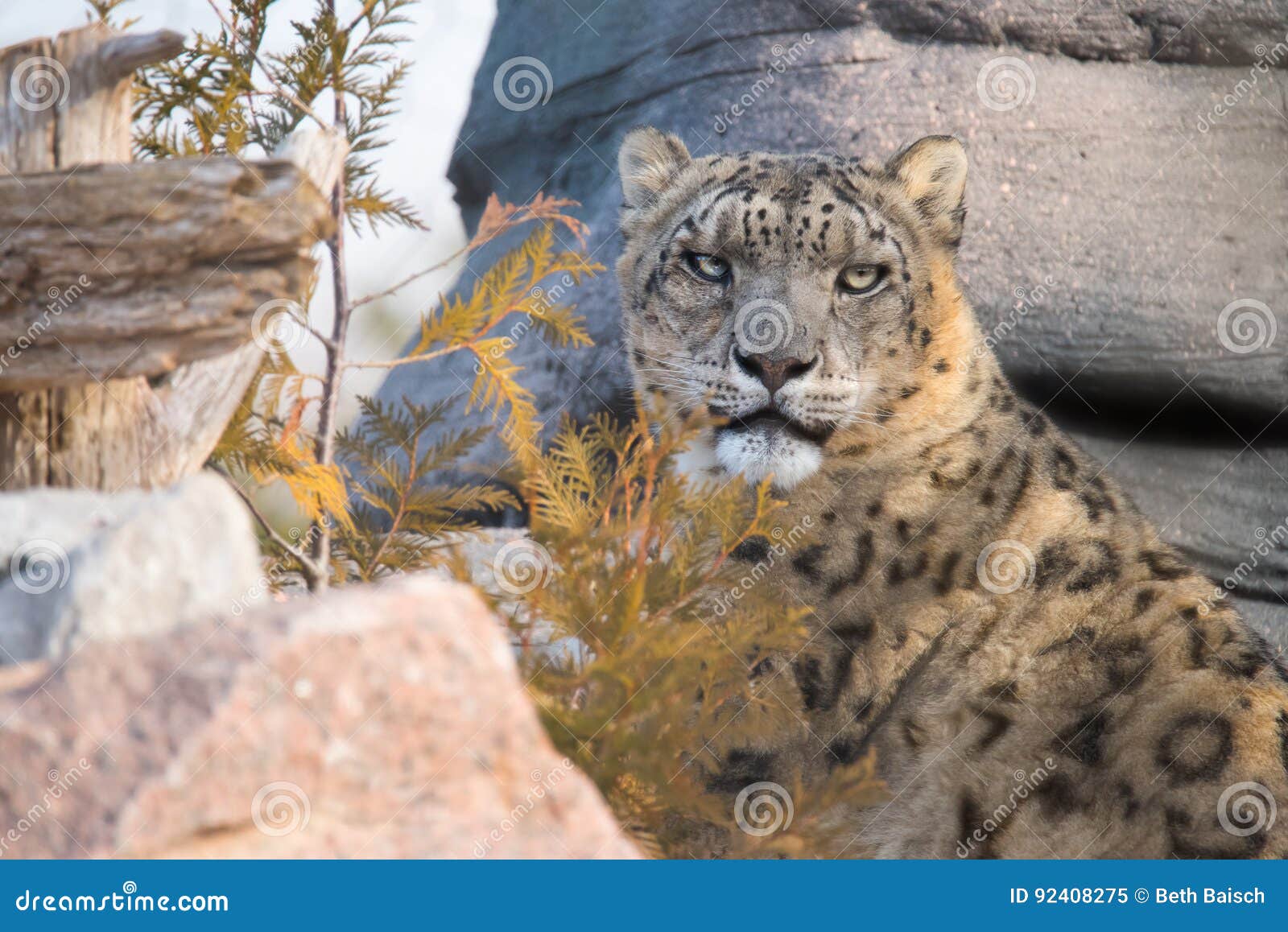 Snow Leopard With Rocks And Trees Stock Image Image Of Montane Eurasia