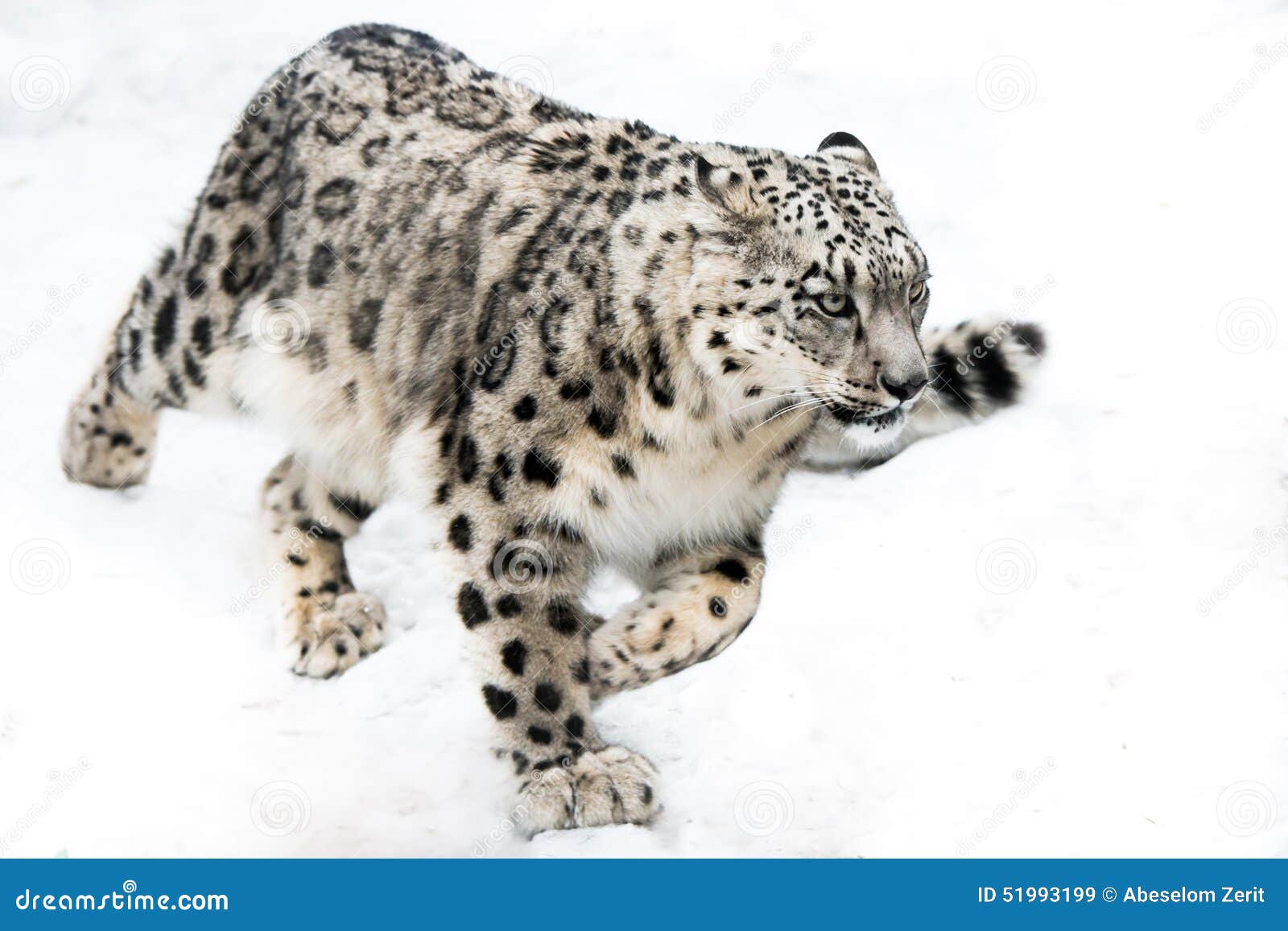 snow leopard on the run