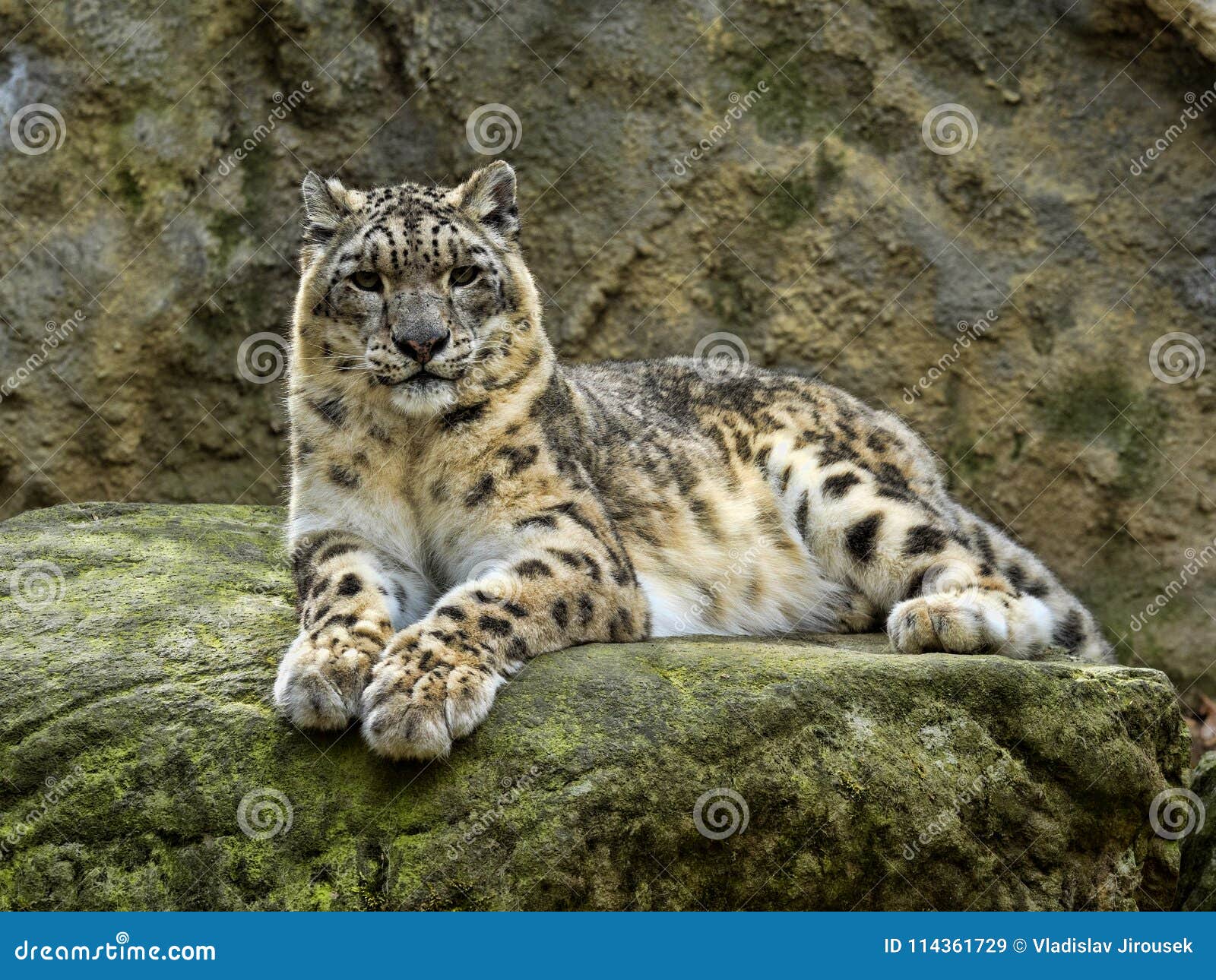 snow leopard, uncia ucia, like to lie on boulders