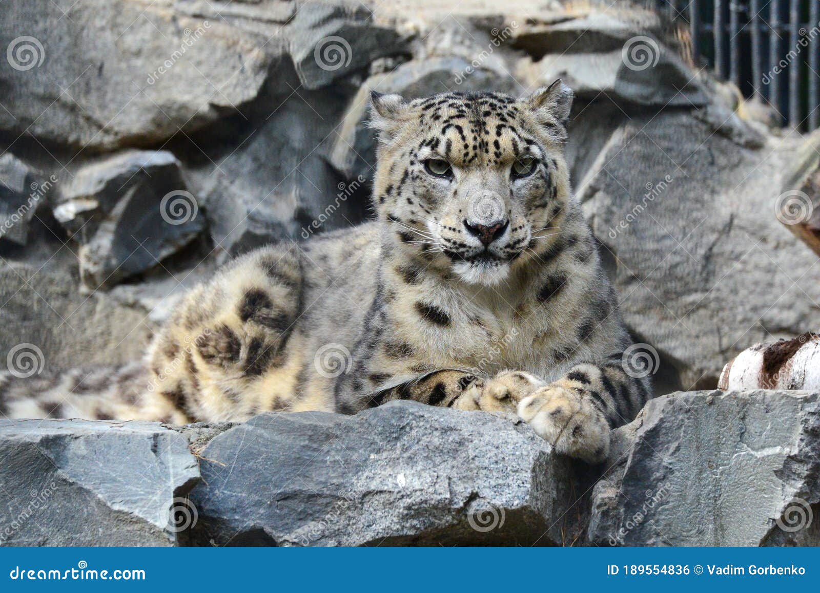 house cat that looks like a snow leopard