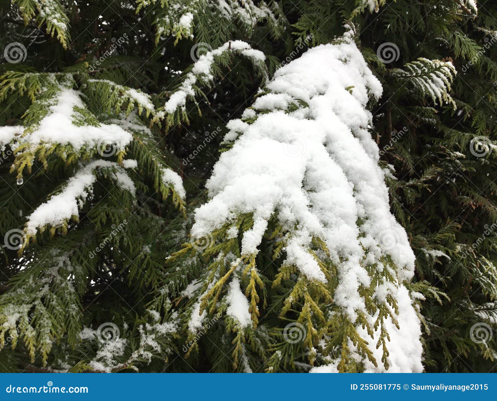 Snow, Marburg Germany 2022 stock image. Image of snow 255081775