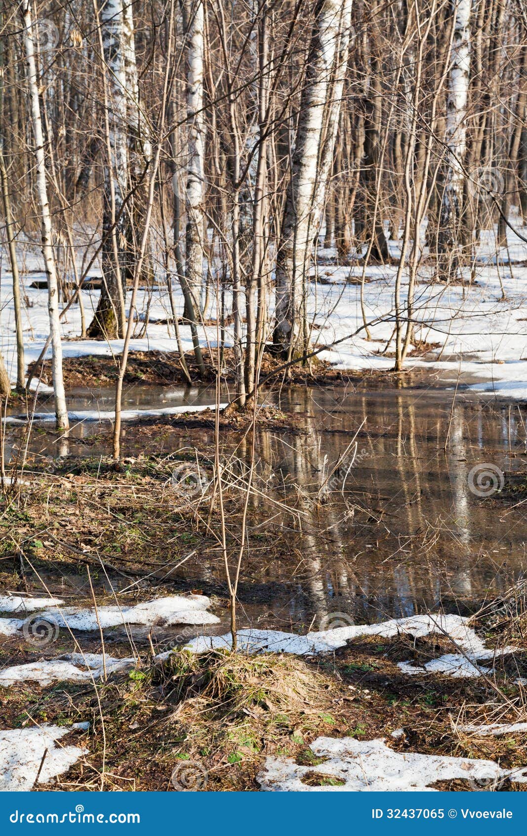 Snow Melting in Birch Forest Stock Image Image of thaw, morning 32437065