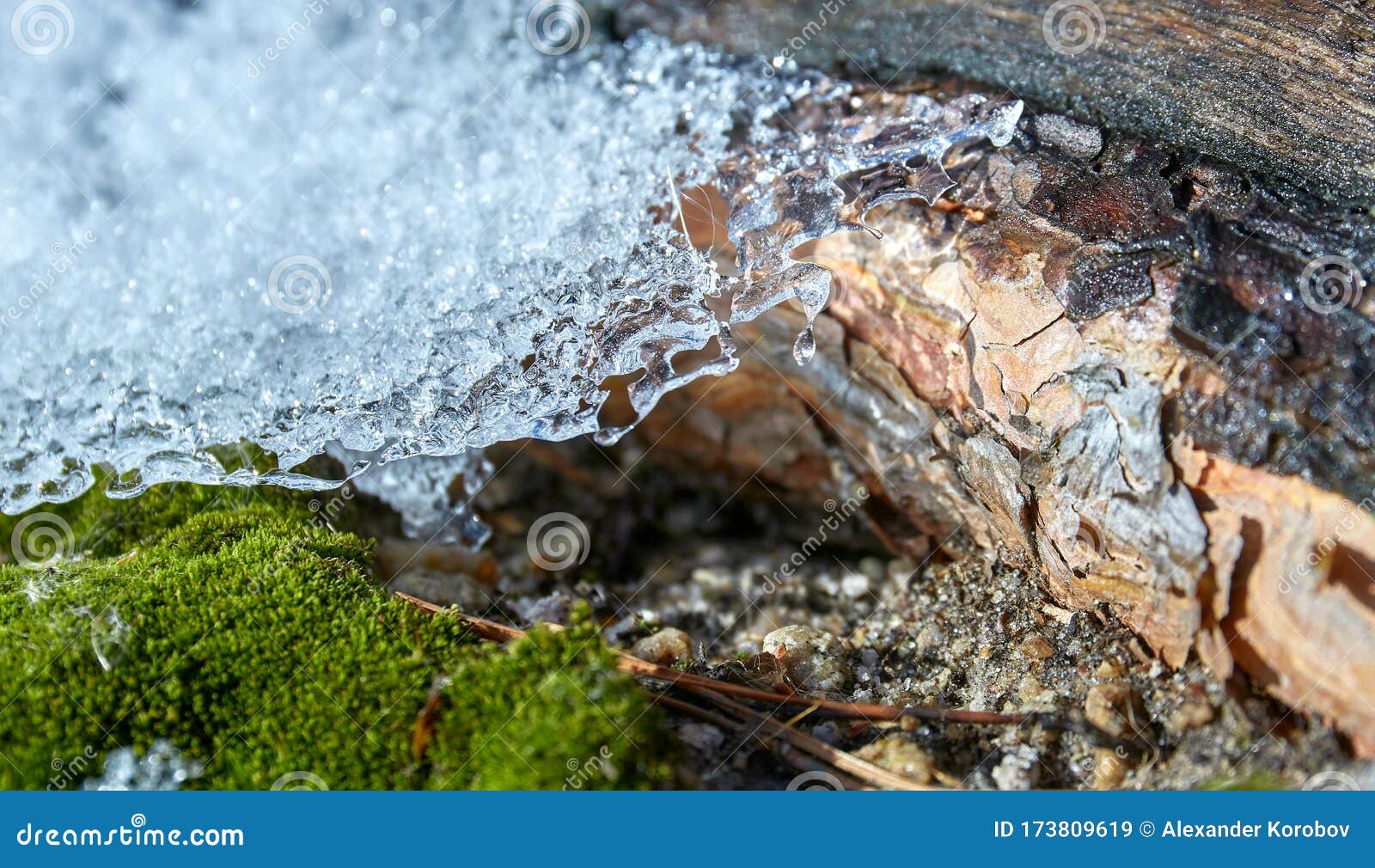 Snow melting in the forest stock image. Image of spring 173809619