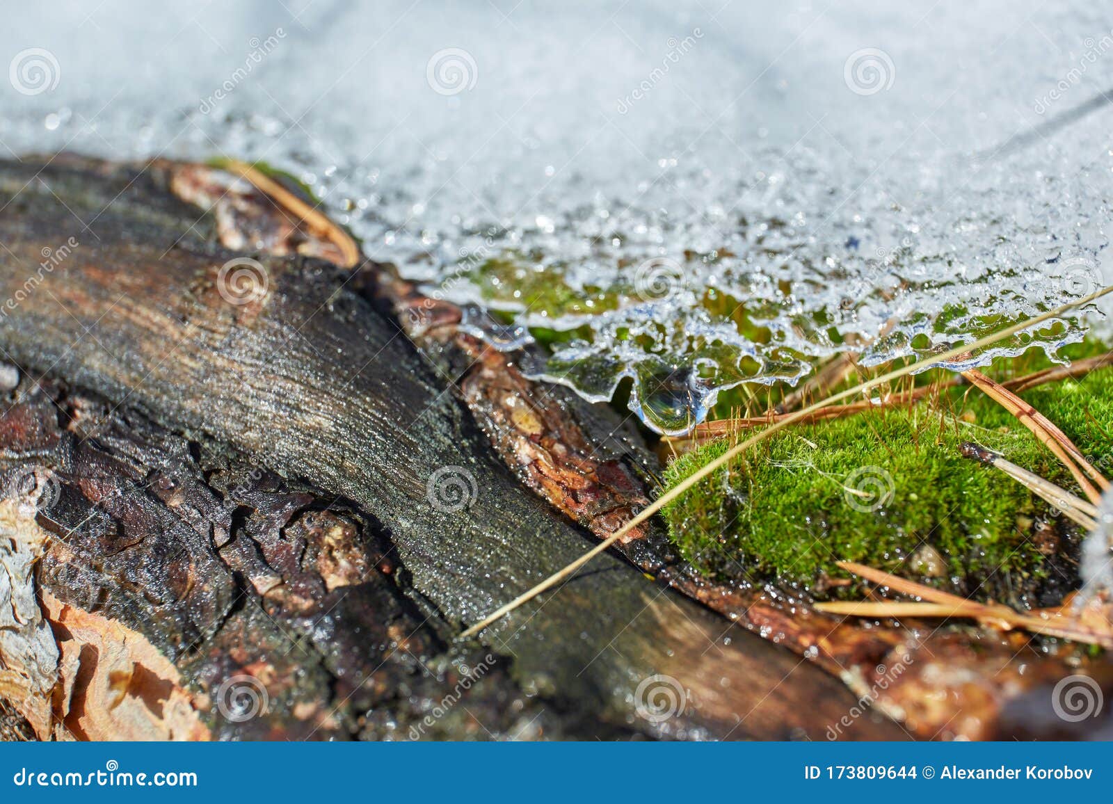 Snow melting in the forest stock photo. Image of earth 173809644