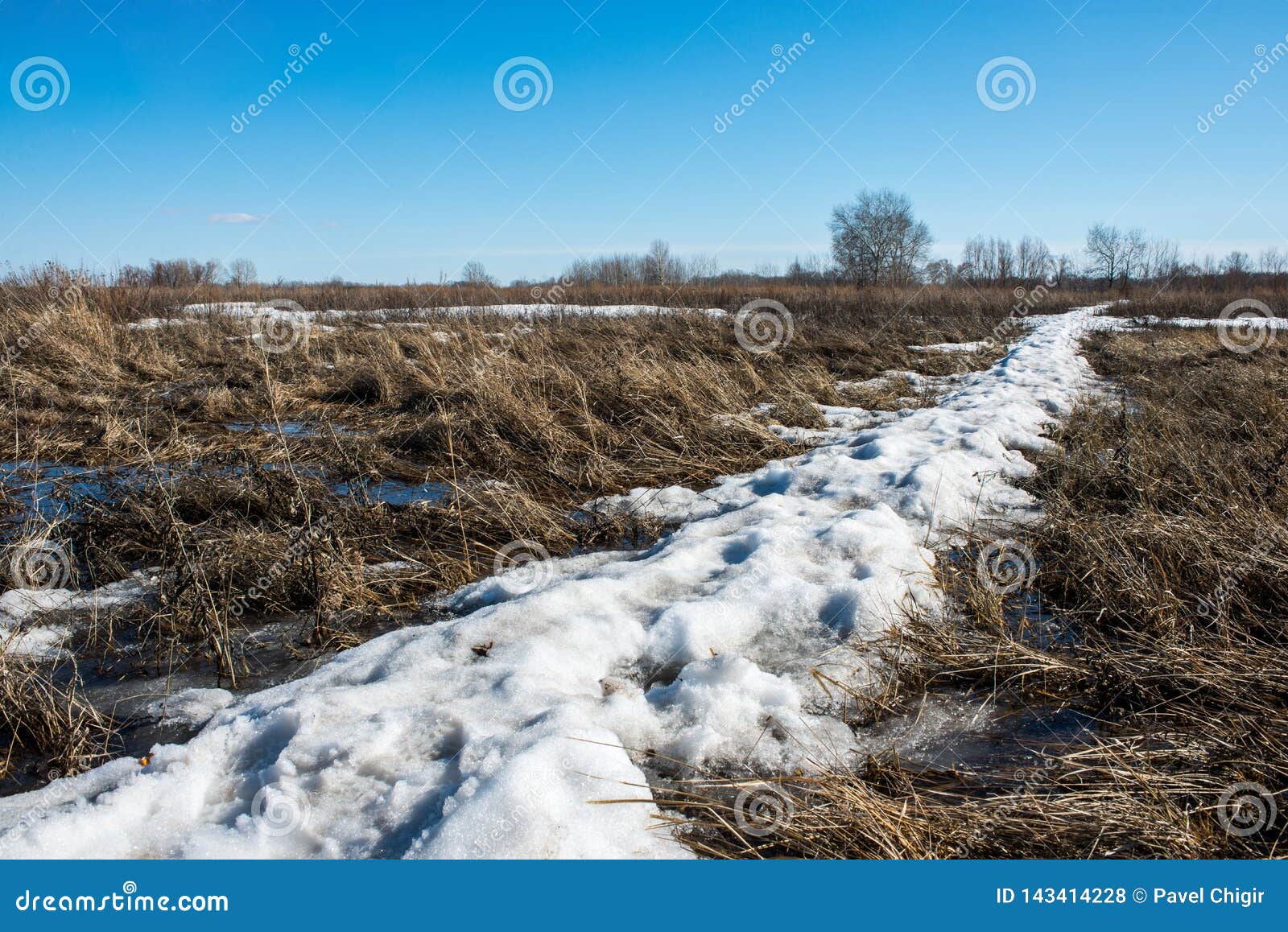Snow Melts and Accumulated Melt Water Forms a Swamp Stock Photo Image