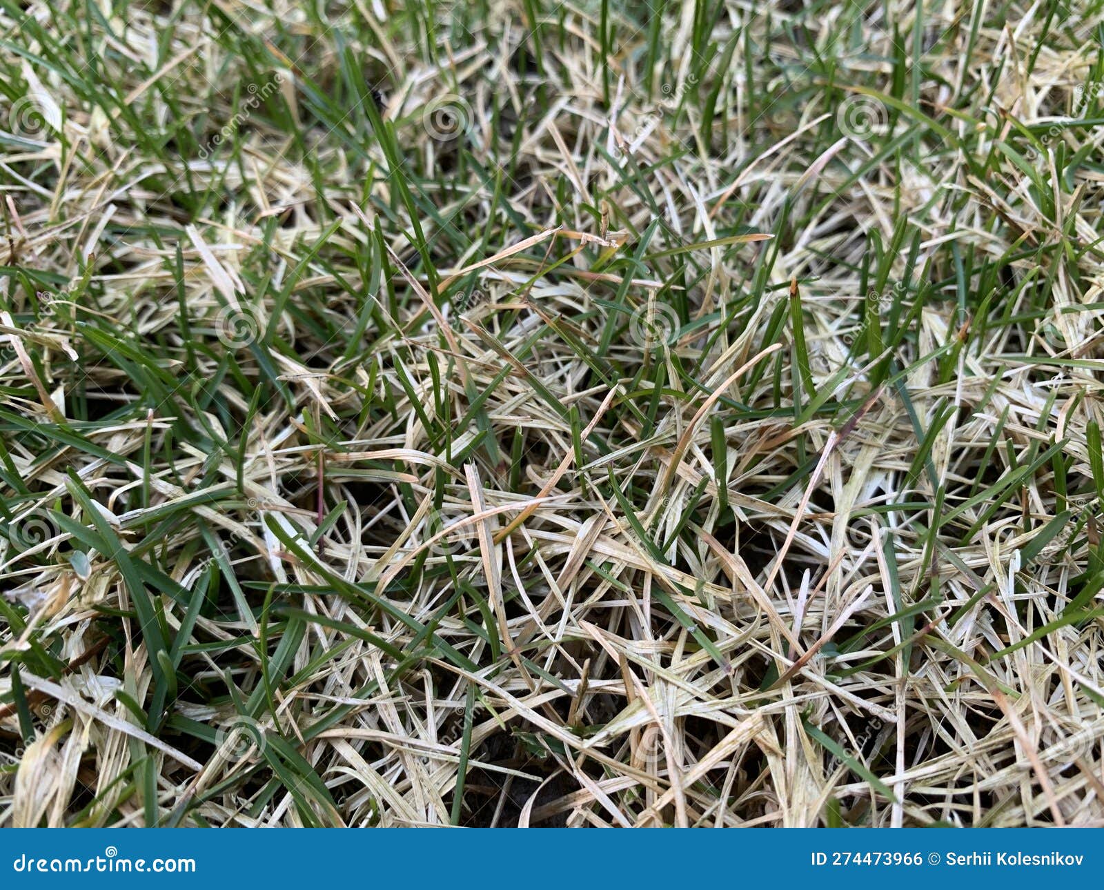 Snow Mold on the Lawn. Spring Lawn Care after Melted Snow. White Lawn