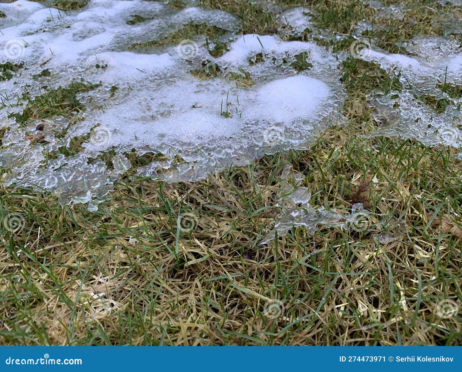 Snow Mold on the Lawn. Spring Lawn Care after Melted Snow. White Lawn
