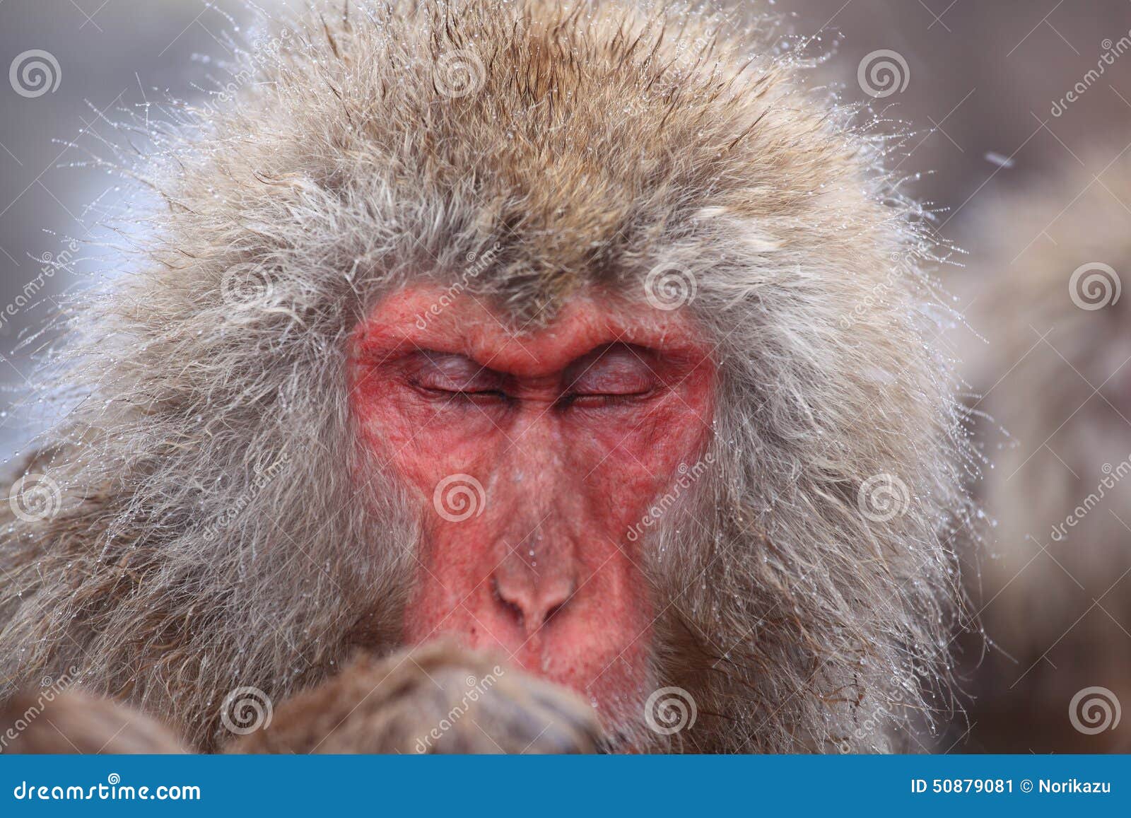 snow monkey in hot spring