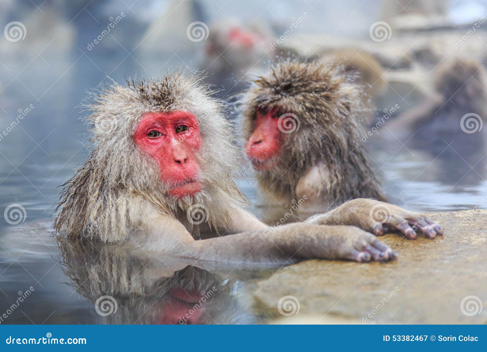 snow monkeys, japan