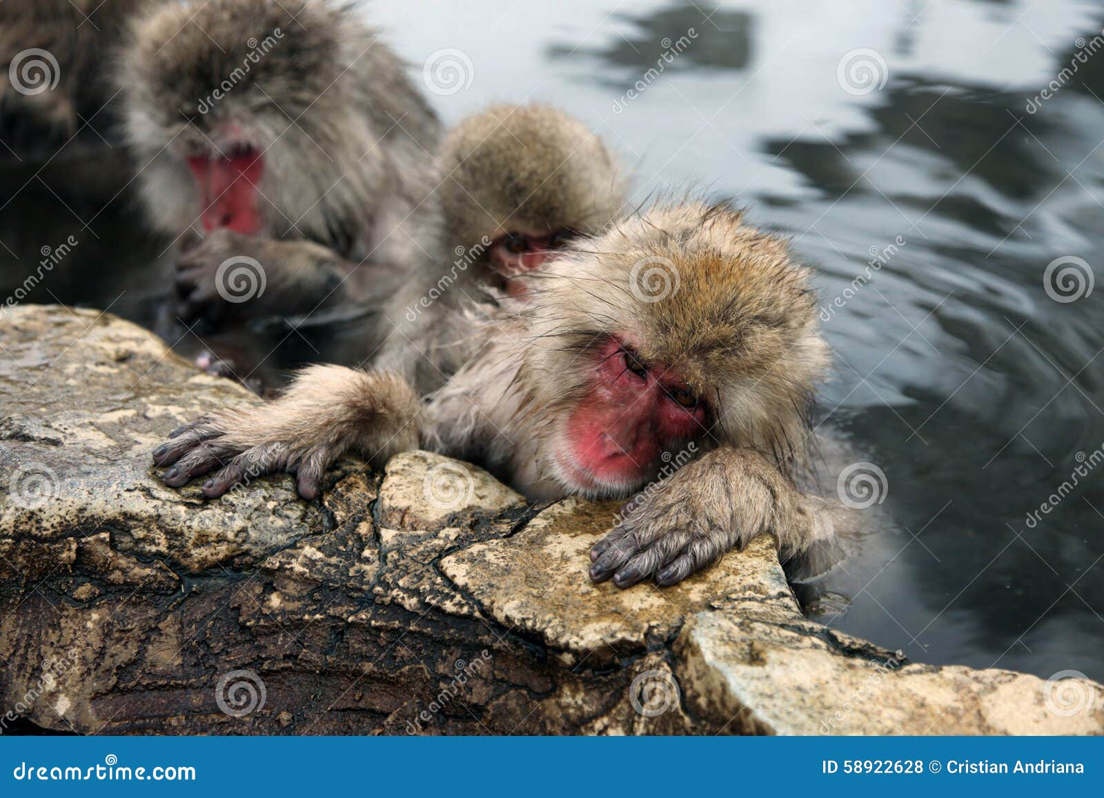 Snow Monkeys, Macaque Bathing in Hot Spring, Nagano Prefecture, Japan