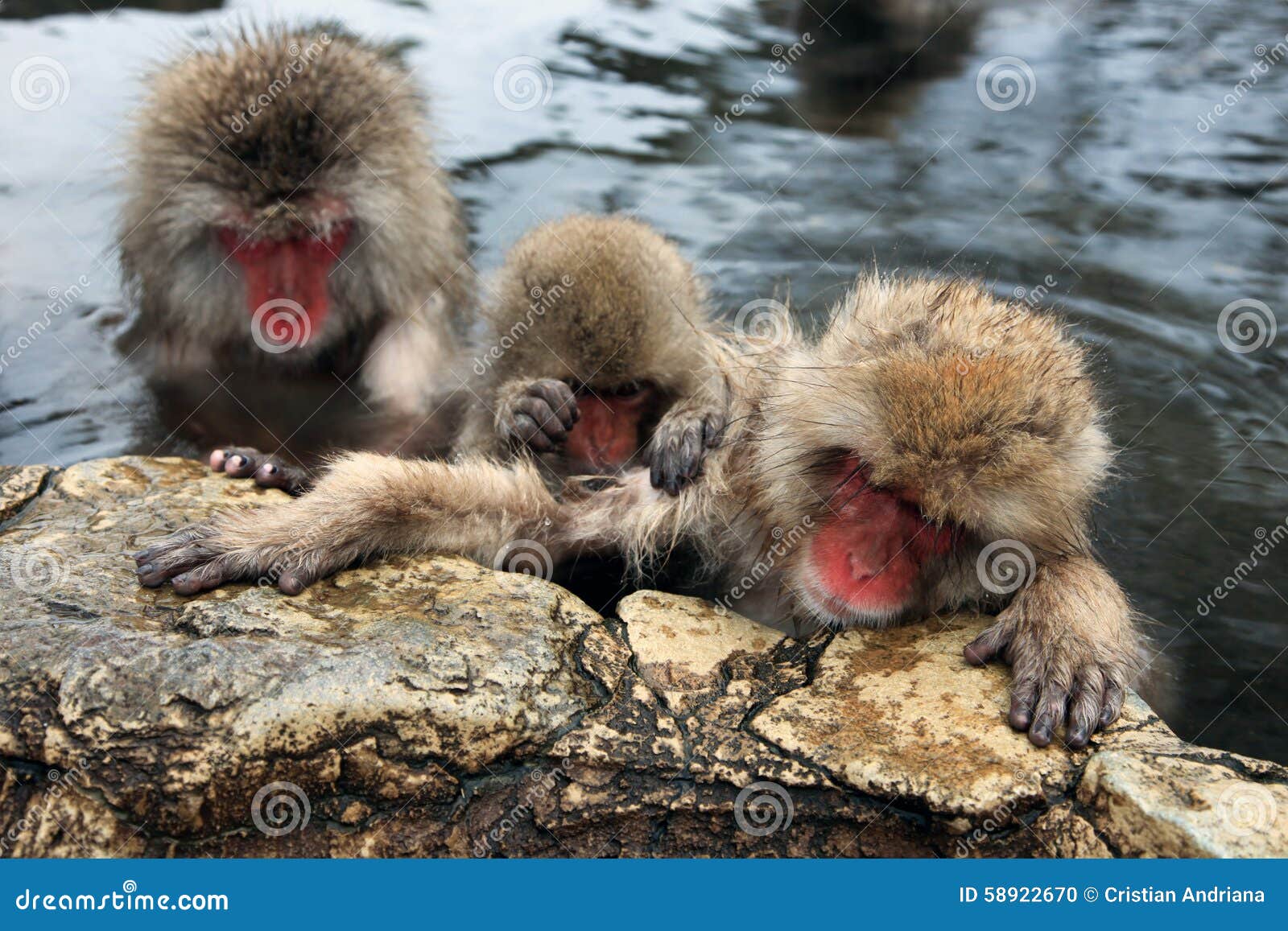 Snow Monkeys, Macaque Bathing in Hot Spring, Nagano Prefecture, Japan