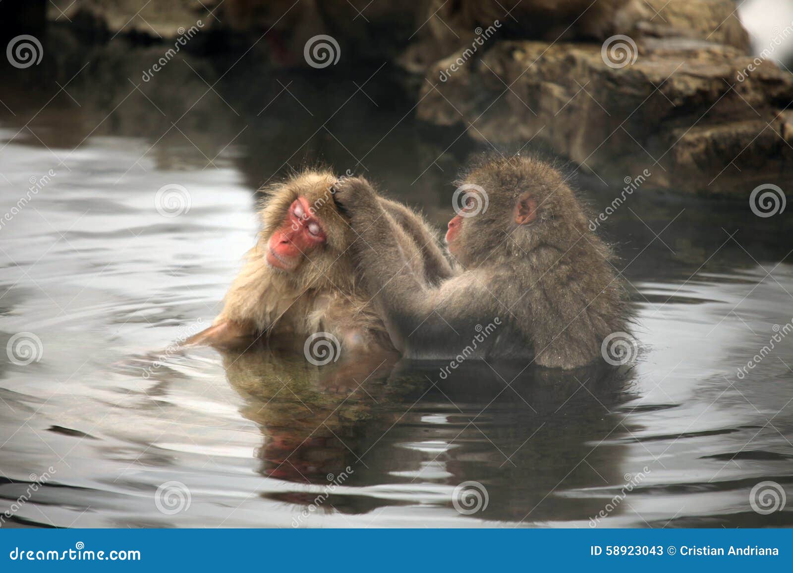 Snow Monkeys, Macaque Bathing in Hot Spring, Nagano Prefecture, Japan