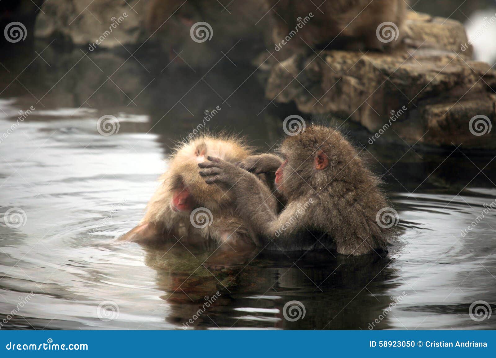 Snow Monkeys, Macaque Bathing in Hot Spring, Nagano Prefecture, Japan Stock Photo Image of