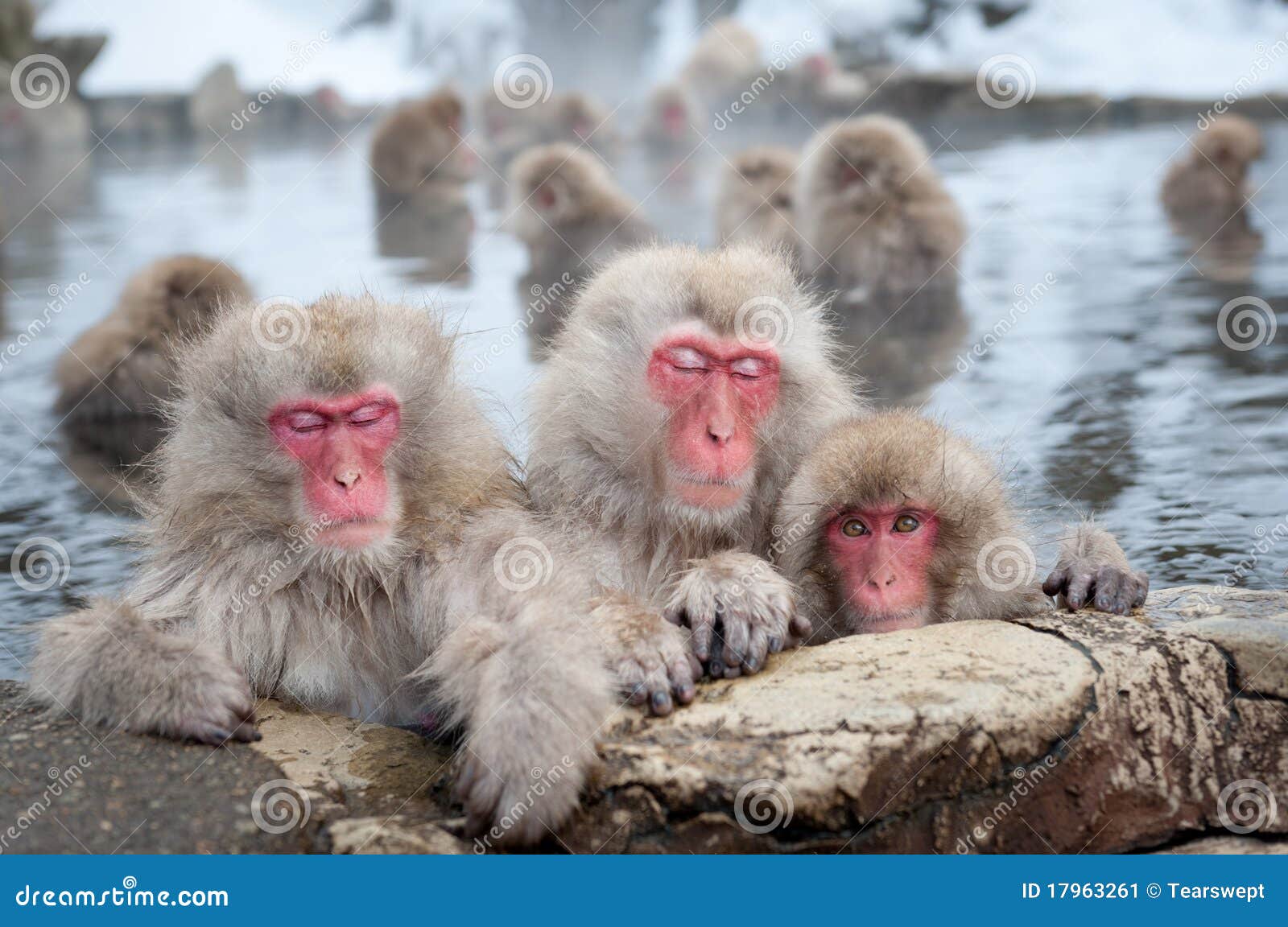 Snow Monkeys in Onsen stock image. Image of bathing, nagano 17963261