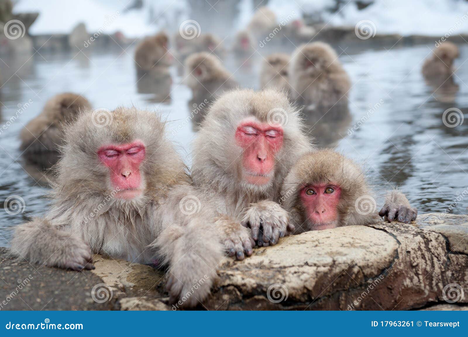 snow monkeys in onsen