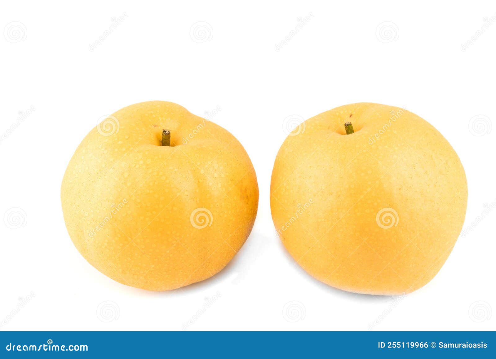 fresh snow pear on white background, snow pear or fengsui pear on white background.korean pear 