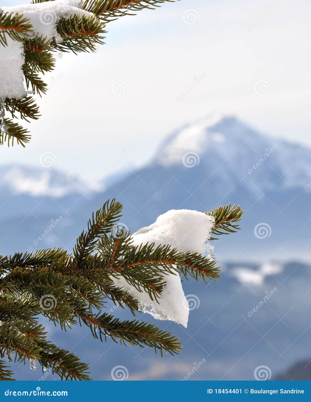 Snow on pine branch stock image. Image of snow, mountains ...