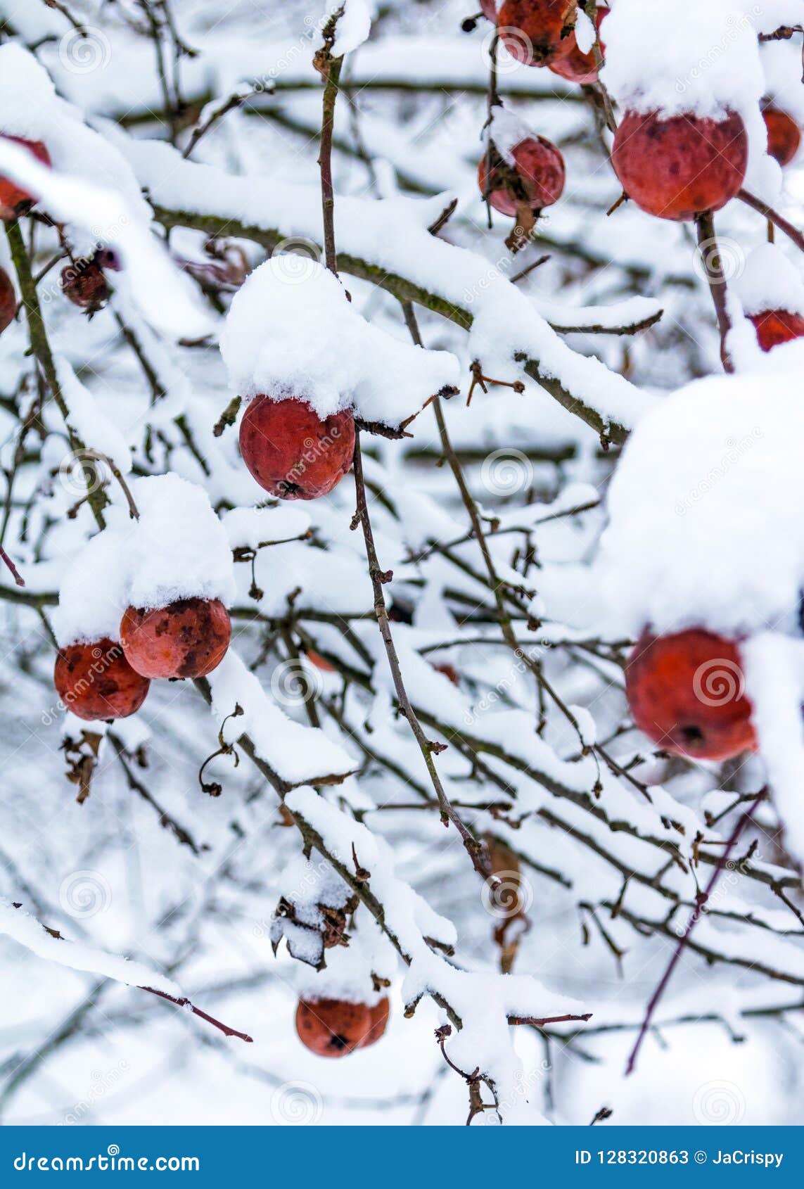 Snow on Red Apples Hanging on Tree Branches on Cold Winter Day. Stock Image Image of fresh