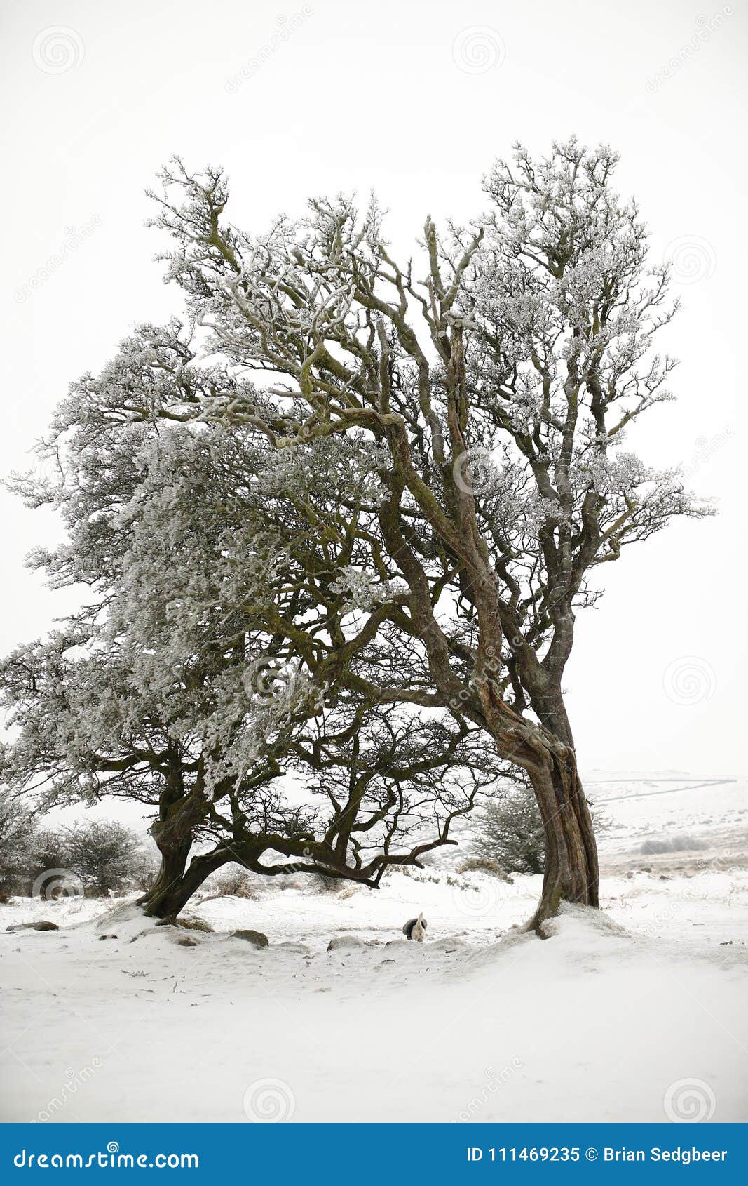 snow scenery in dartmoor national park
