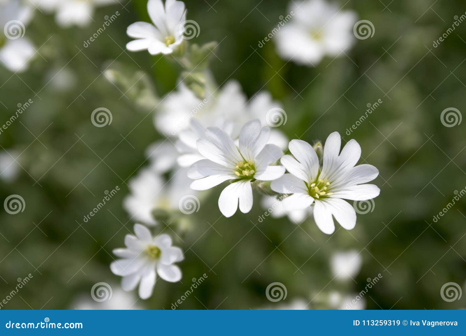 snow-in-summer, cerastium tomentosum in bloom, white flowers background