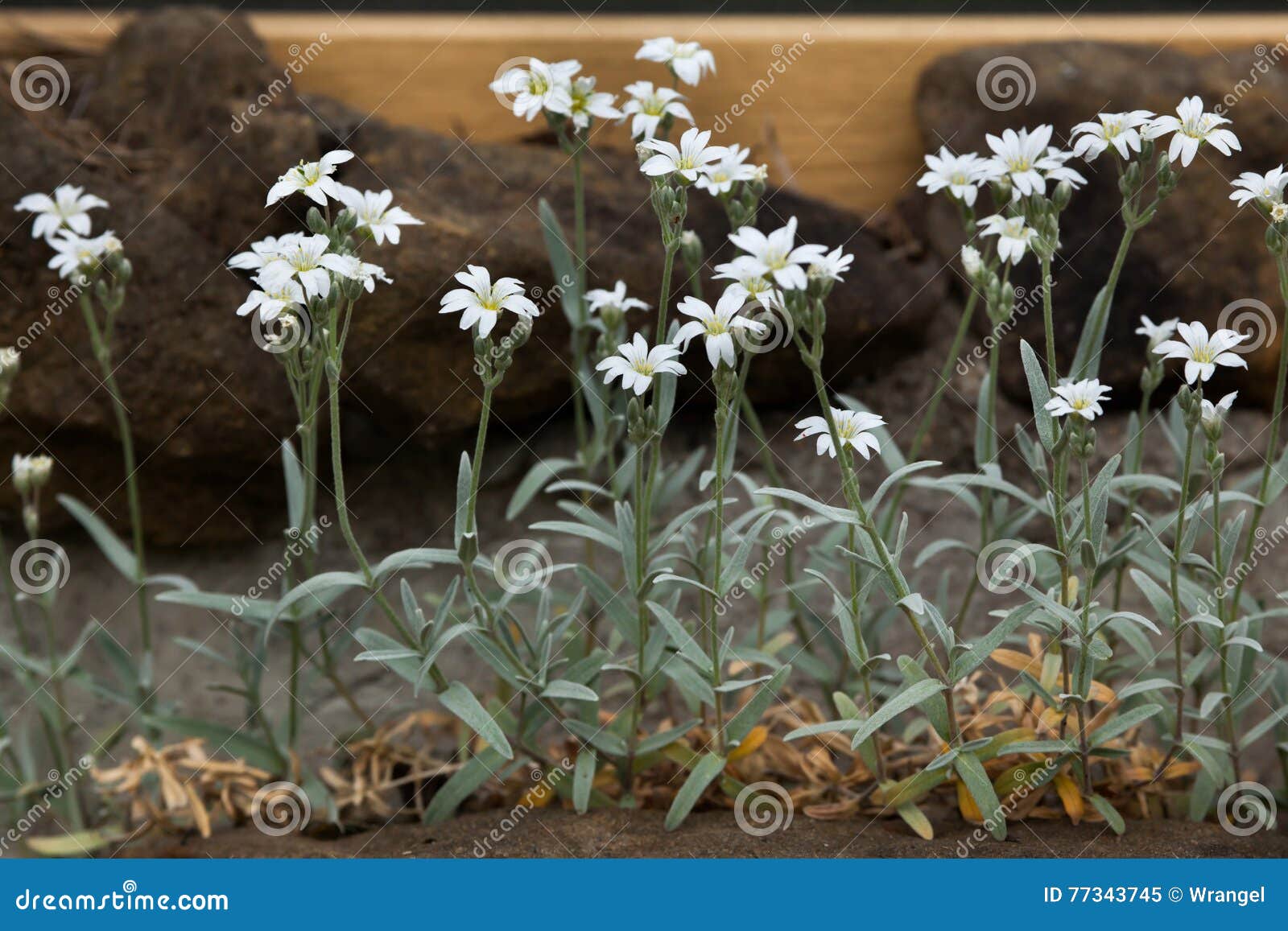 snow-in-summer (cerastium tomentosum).