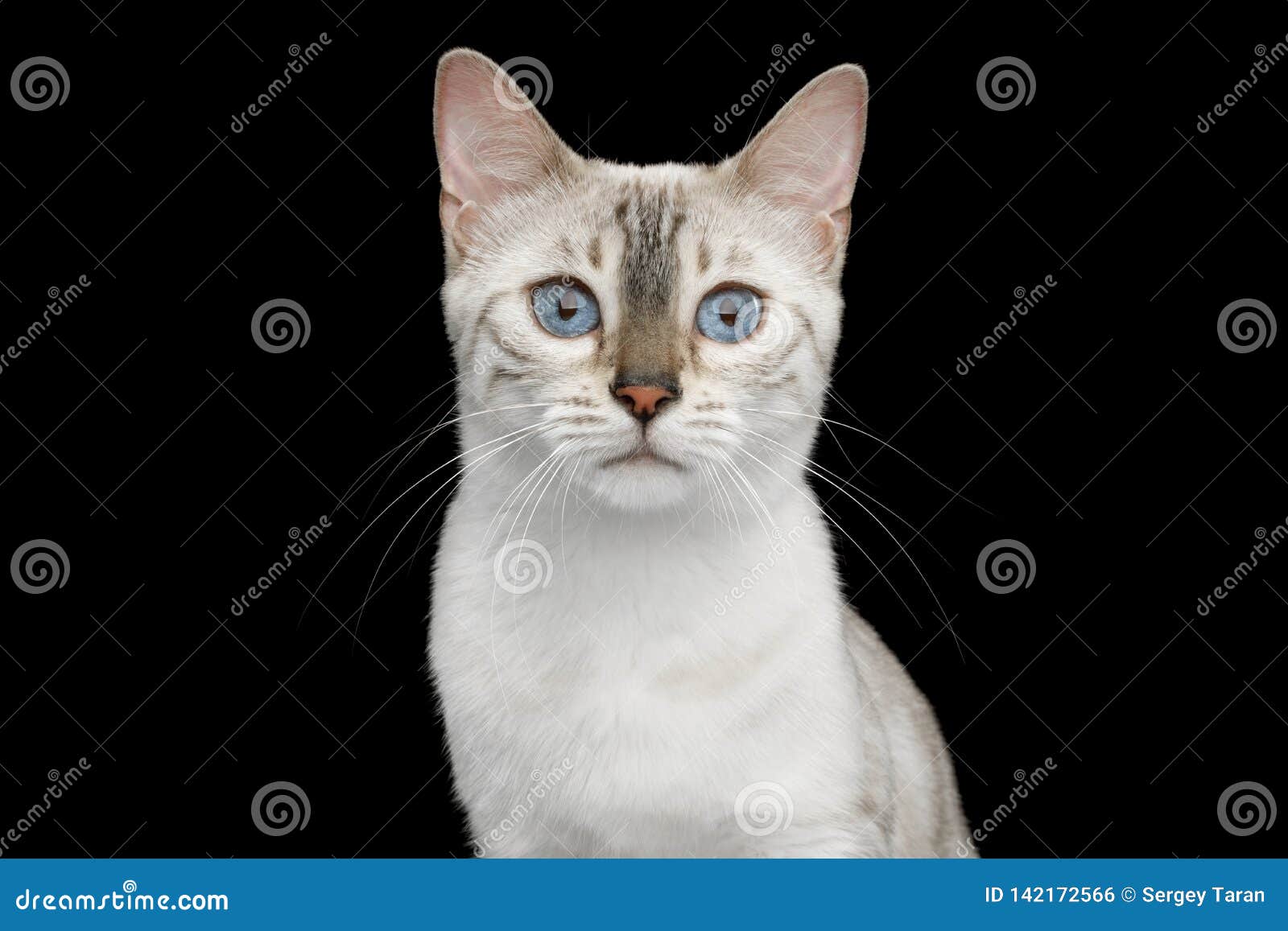 Snow White Bengal Cat Isolated On Black Background Stock Photo Image Of Alone Black 142172566