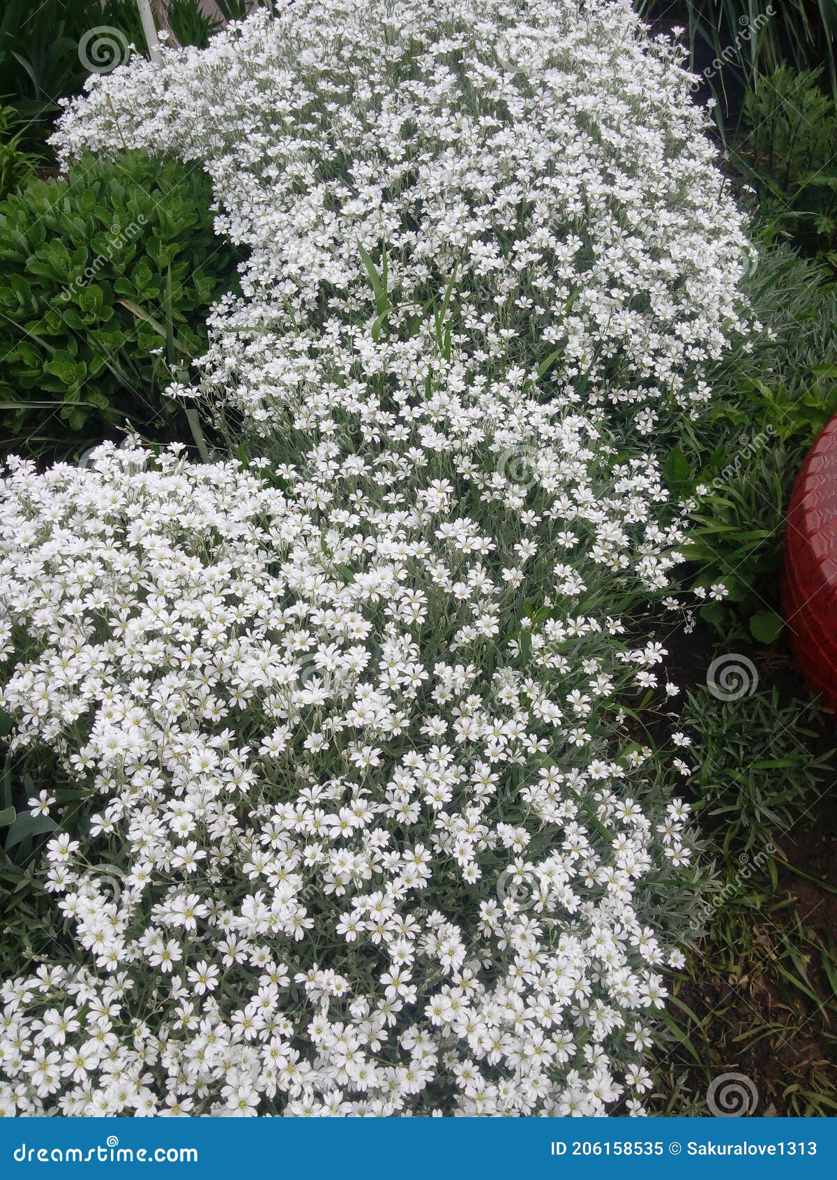snow white flower is the snow in-summer flowers also called cerastium tomentosum