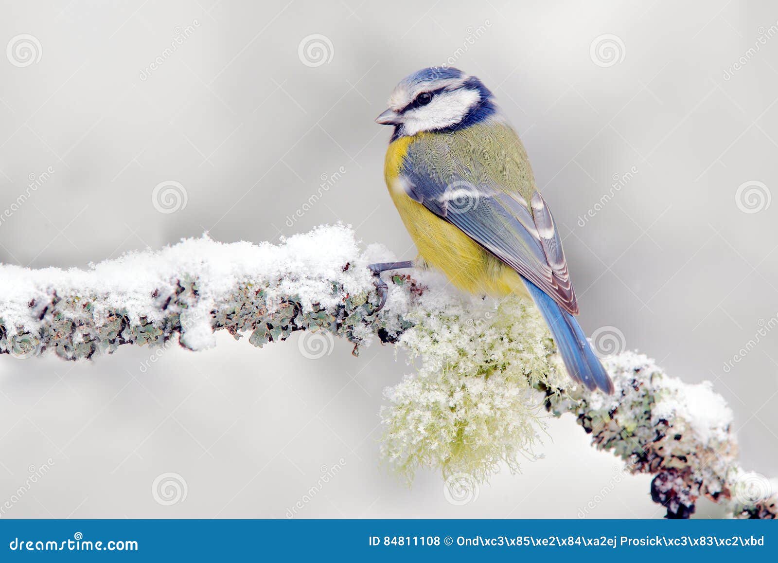 snow winter with cute songbird. bird blue tit in forest, snowflake and nice lichen branch. first snow with animal. snowfall fit be