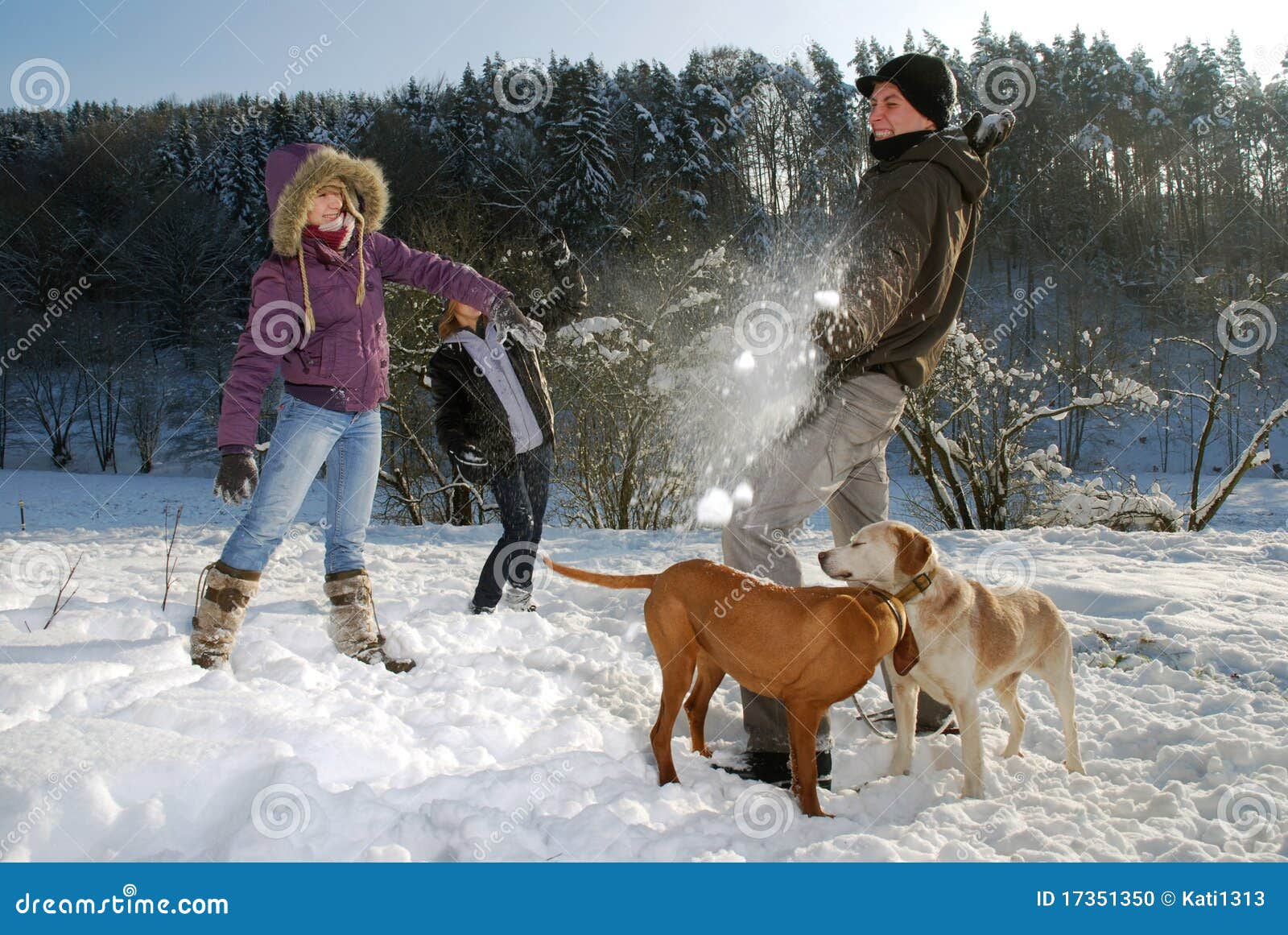 A Dog That Looks Like A Snowball