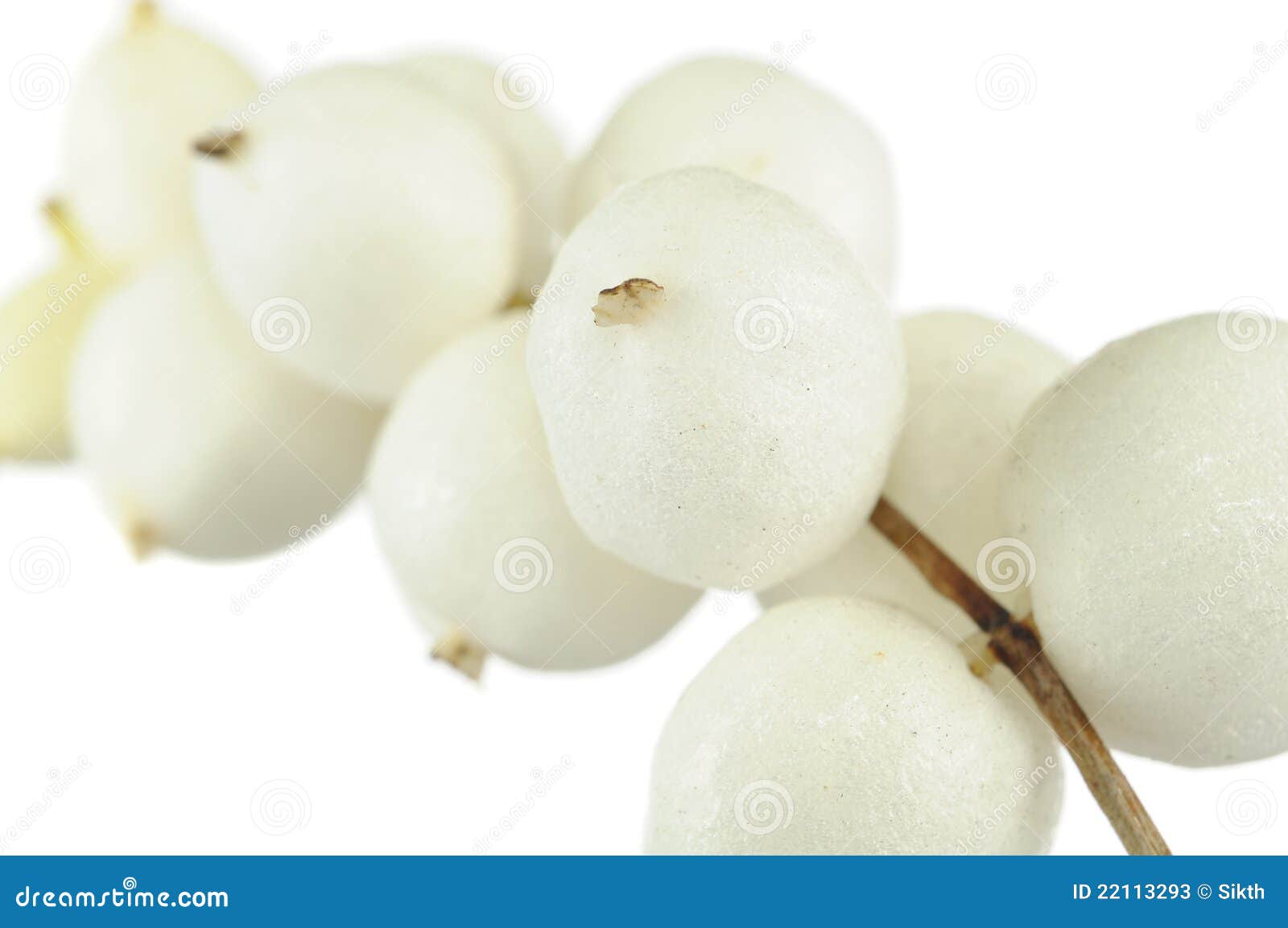 раст белые ягоды фото 71