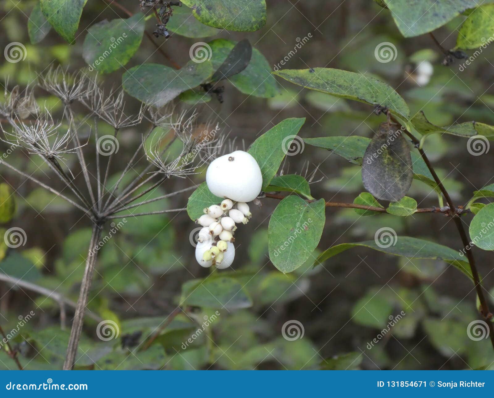 Snowberry - Wild White Snowberry