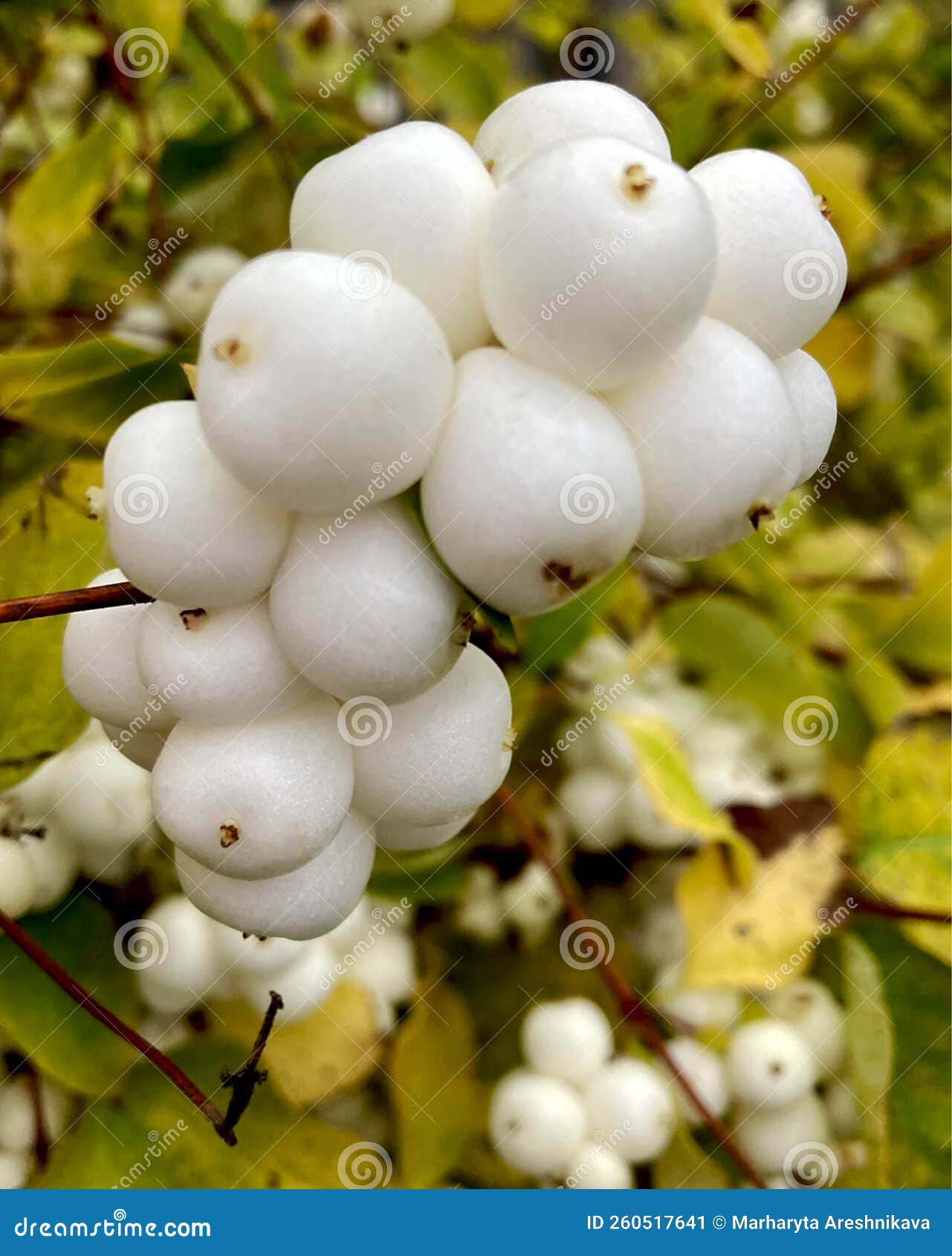 Snowberry Symphoricarpos Albus with White Berries on Bush Close-up. Stock  Image - Image of snow, common: 260517641