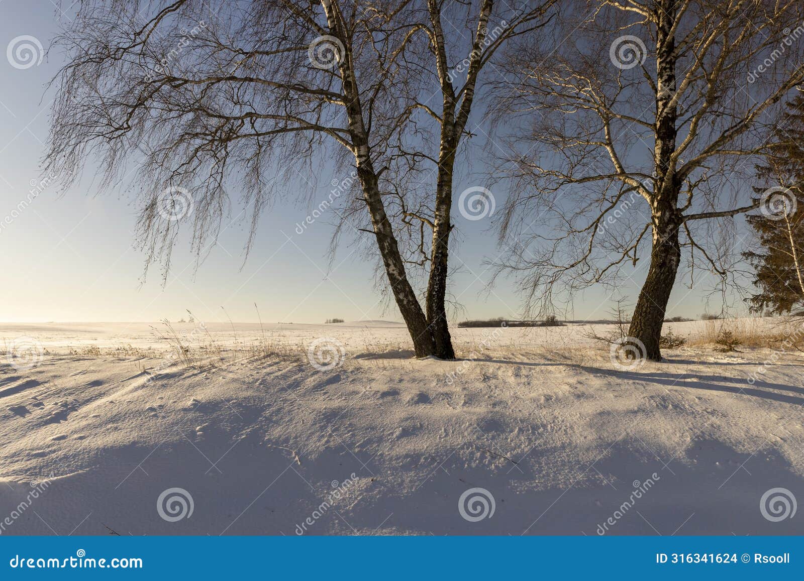 snowdrifts with yellow grass and birches