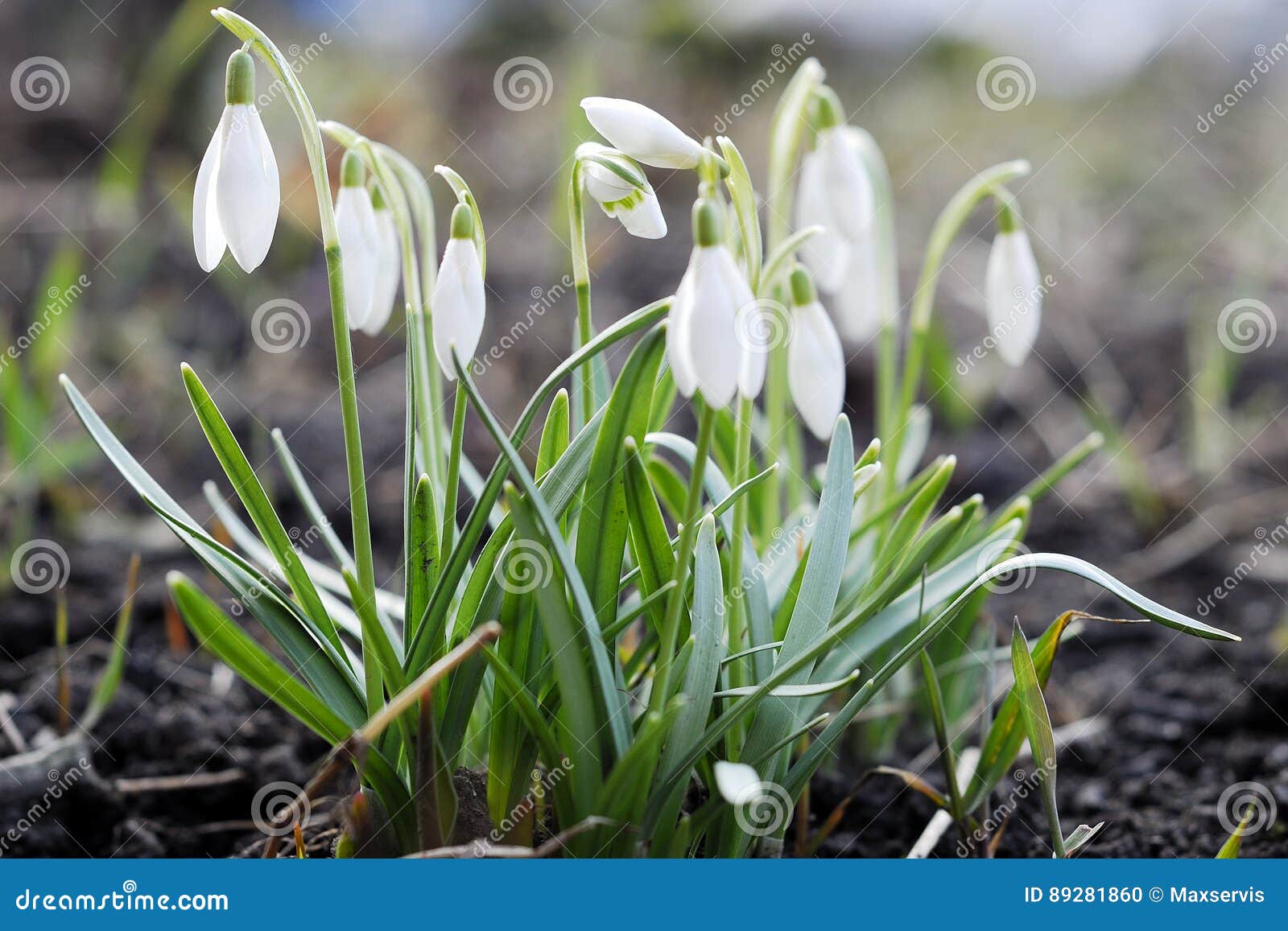 Las flores más tempranas de la primavera snowdrops Naturaleza de Sweethearted