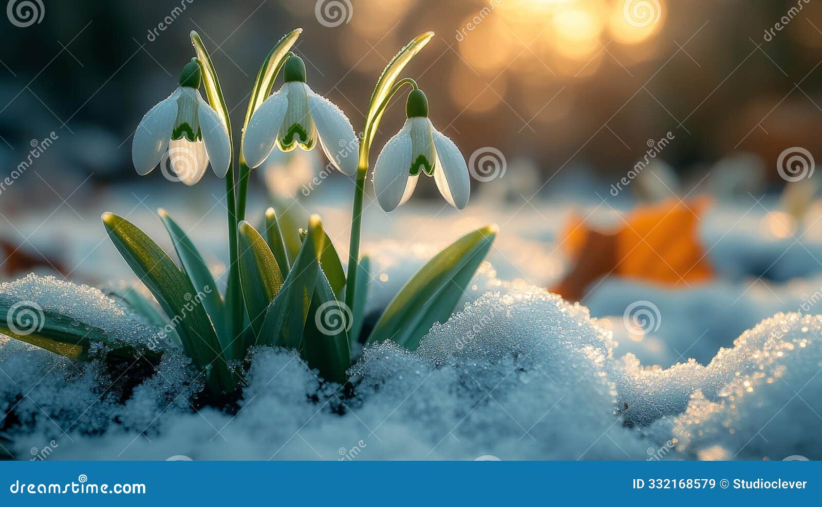 snowdrop flowers blooming in winter snow - generative ai