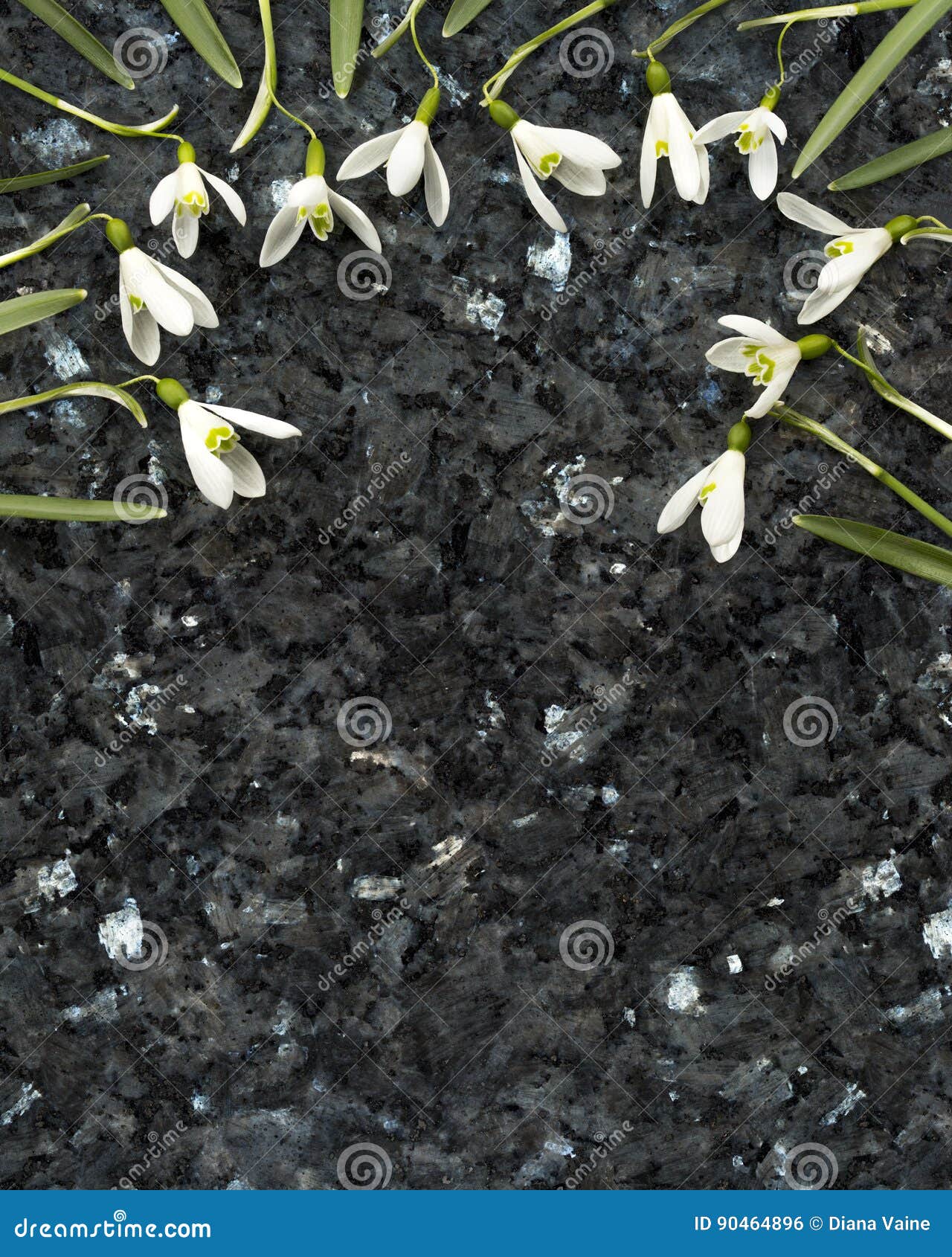 Snowdrop Flowers On Emerald Pearl Granite Worktop Stock Photo