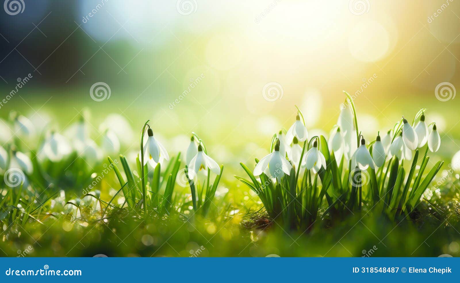 snowdrop flowers in the snow. selective focus, blur, sunlight. copy space.
