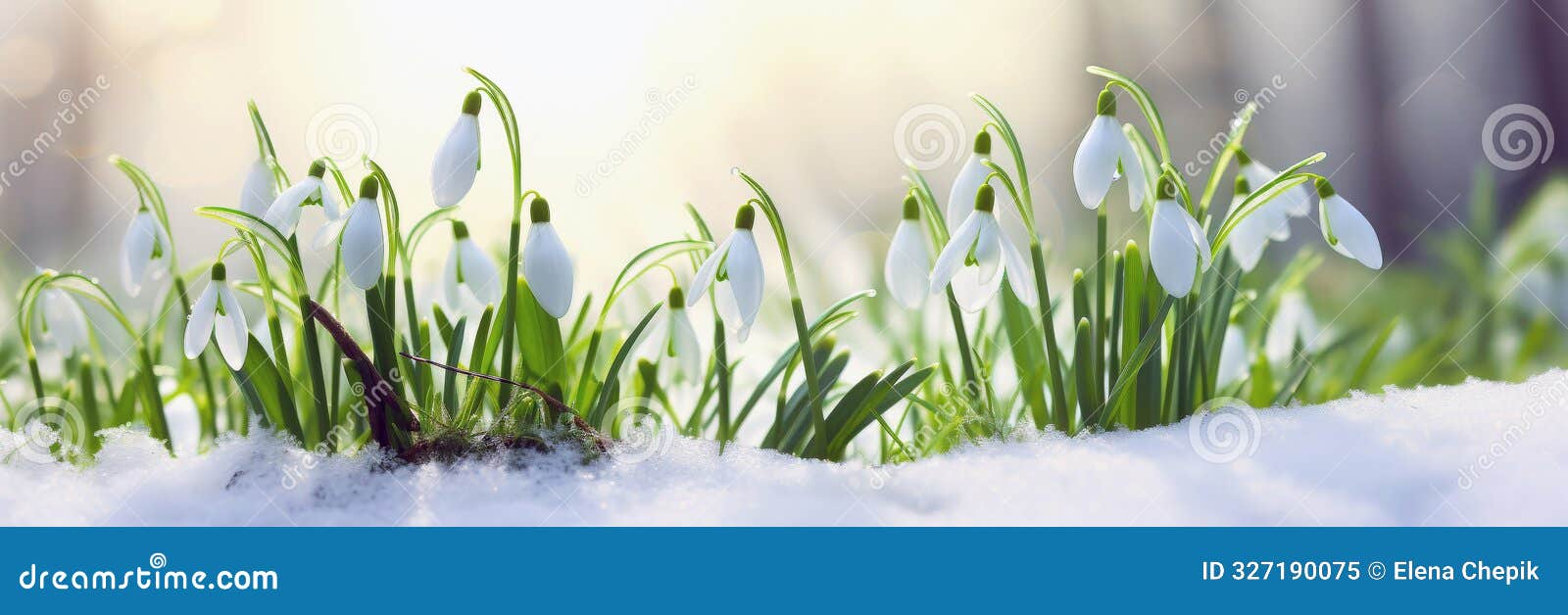 snowdrop flowers in the snow. spring banner with copy space. selective focus on snowdrops, blurred background, sunlight.