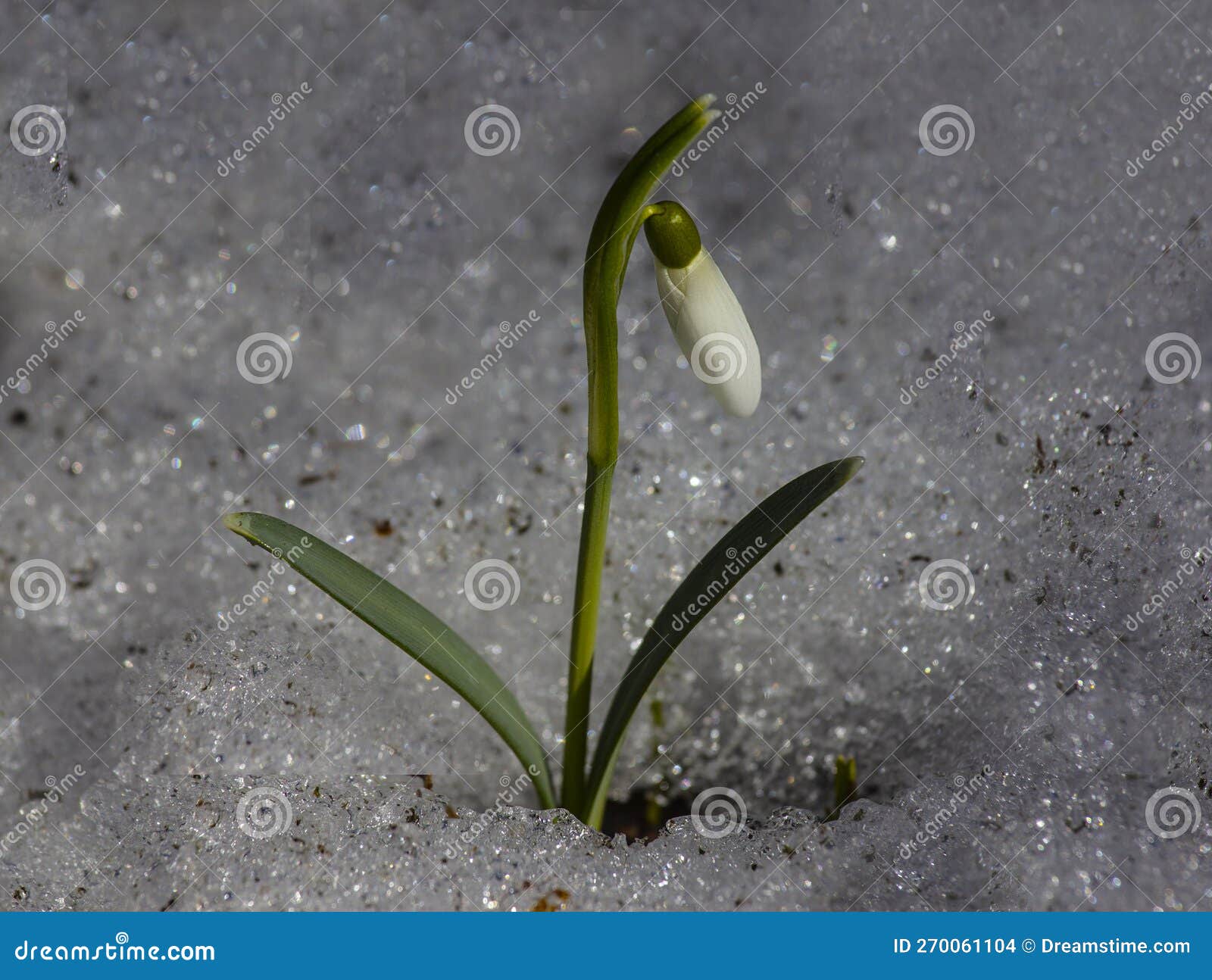 Snowdrop Galanthus is the First Flower of Spring Stock Photo Image of