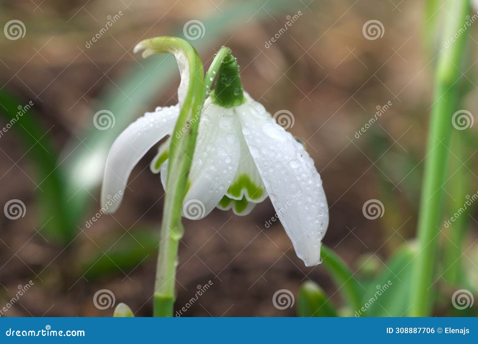 snowdrop - galanthus flore pleno