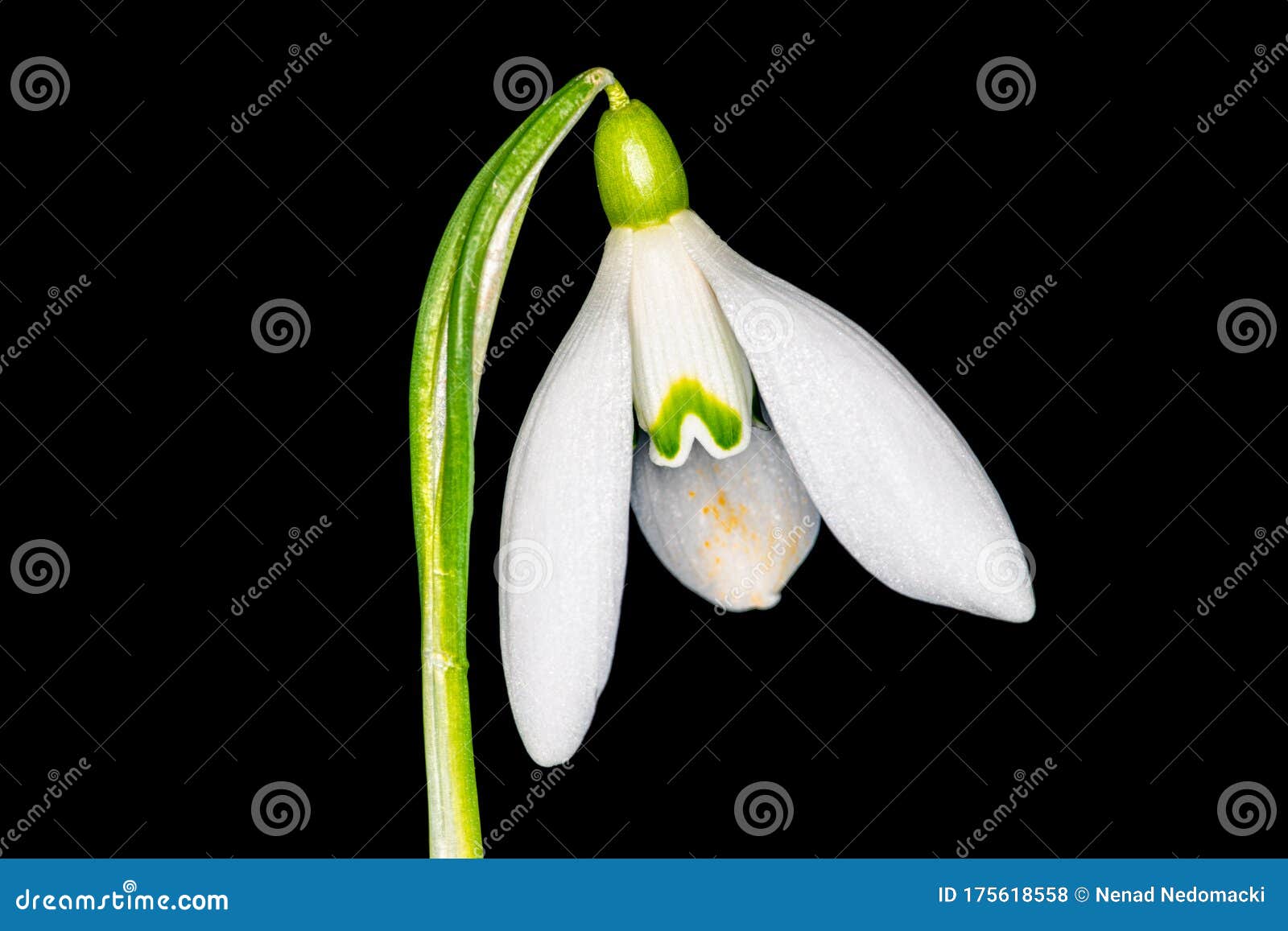 Snowdrop Galanthus Flower Bulb With White Petals On Black Background Stock Photo Image Of Close Botany 175618558