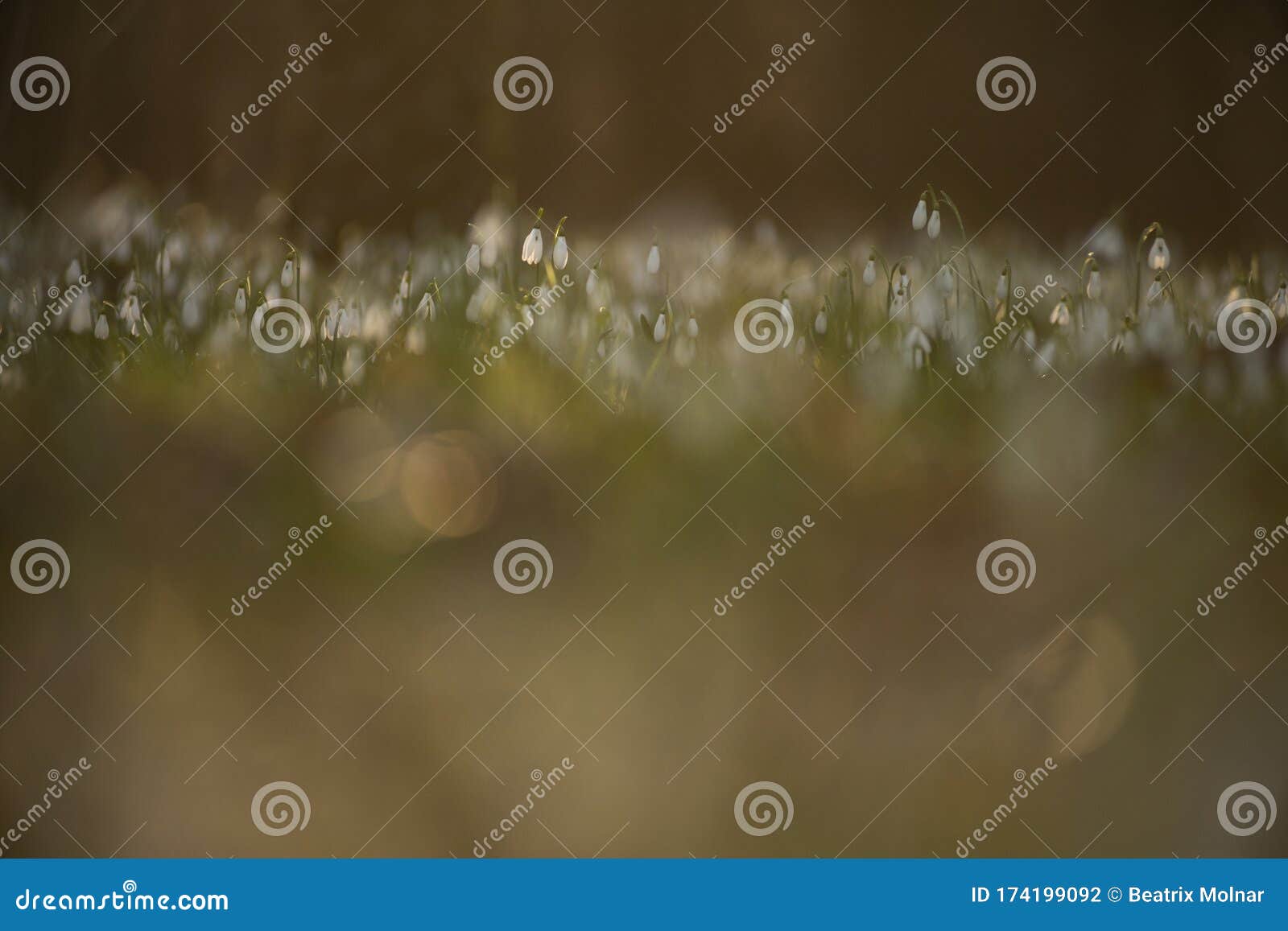 snowdrop embajador of spring, rug of flowers