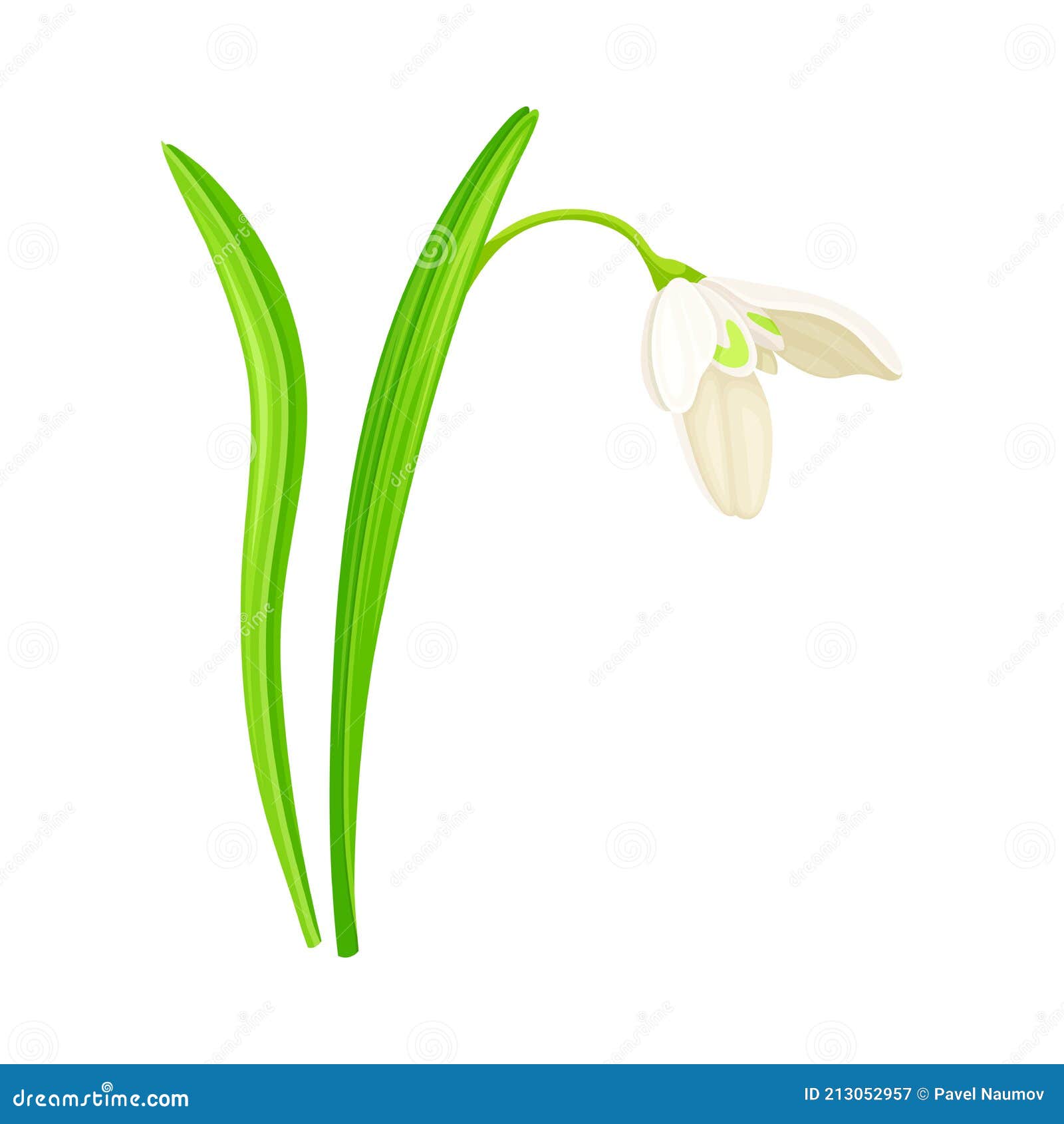 Nevada O Galanthus Con Flor En Forma De Campana Blanca Y Hojas Lineales Ilustraciones Vectoriales Ilustración del Vector - Ilustración de fresco, oscilante: 213052957 Nevada O Galanthus Con Flor En Forma De Campana Blanca Y Hojas Lineales Ilustraciones Vectoriales Ilustración del Vector - Ilustración de fresco, oscilante: 213052957