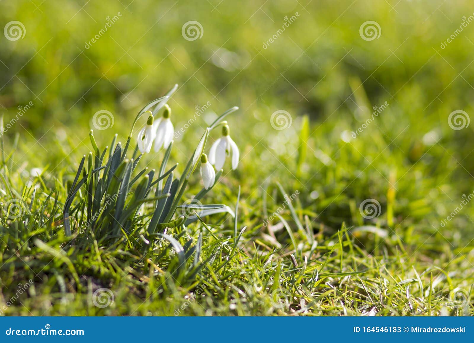 Snowdrop One of the First Spring Flowers Stock Image Image of bunch