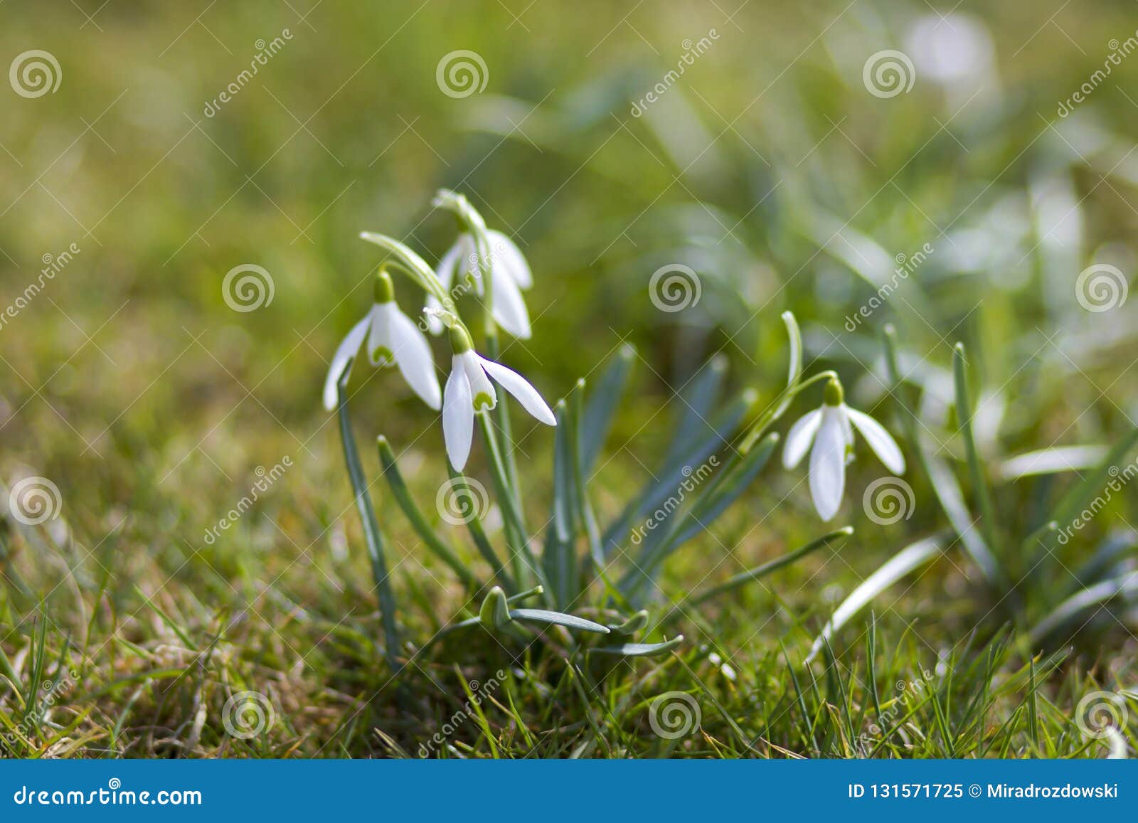 Snowdrop One of the First Spring Flowers Stock Image Image of