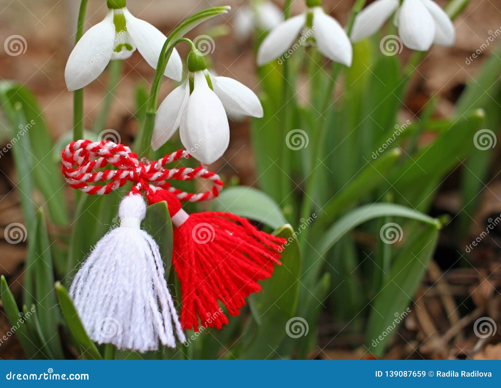 snowdrop spring flowers with martenitsa. baba marta day