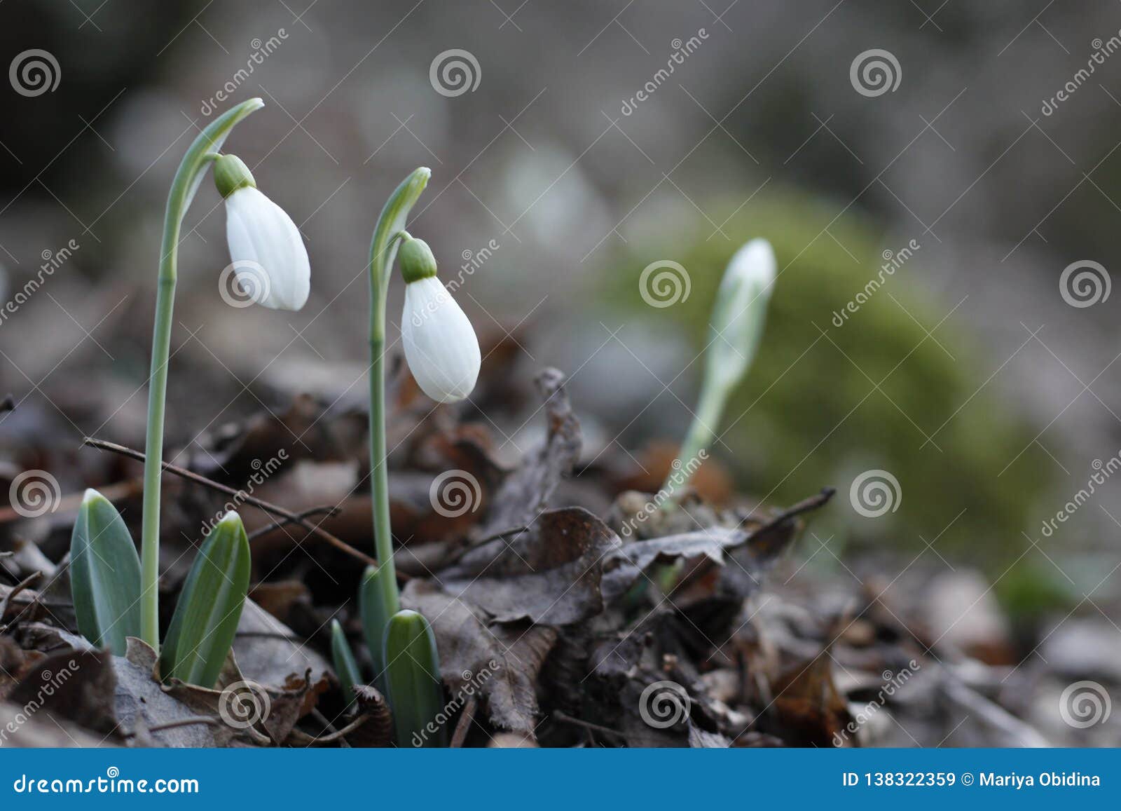 snowdrops first spring flowers.