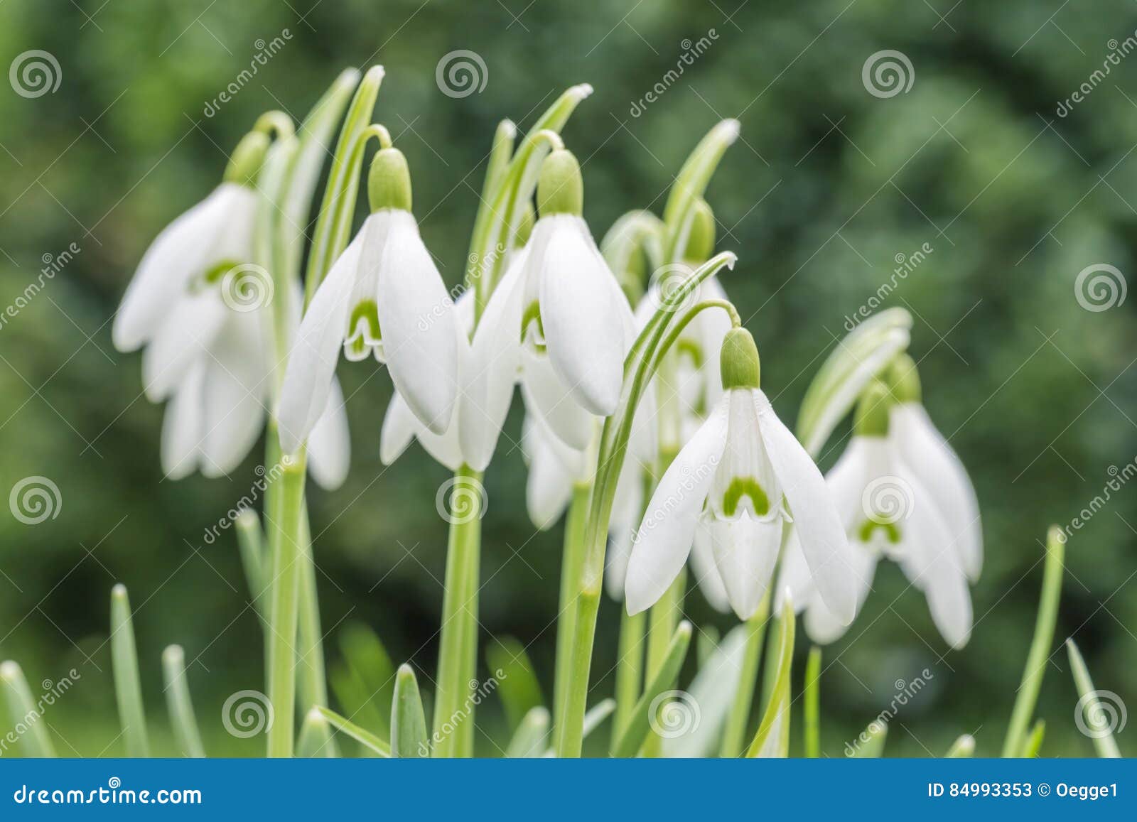 snowdrops